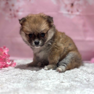 福岡県のポメチワ/チワポメ/ポメチー(ポメラニアン×チワワ) (犬の家＆猫の里トリアス久山店/2026年1月25日生まれ/女の子/オレンジ)の子犬の3枚目の画像