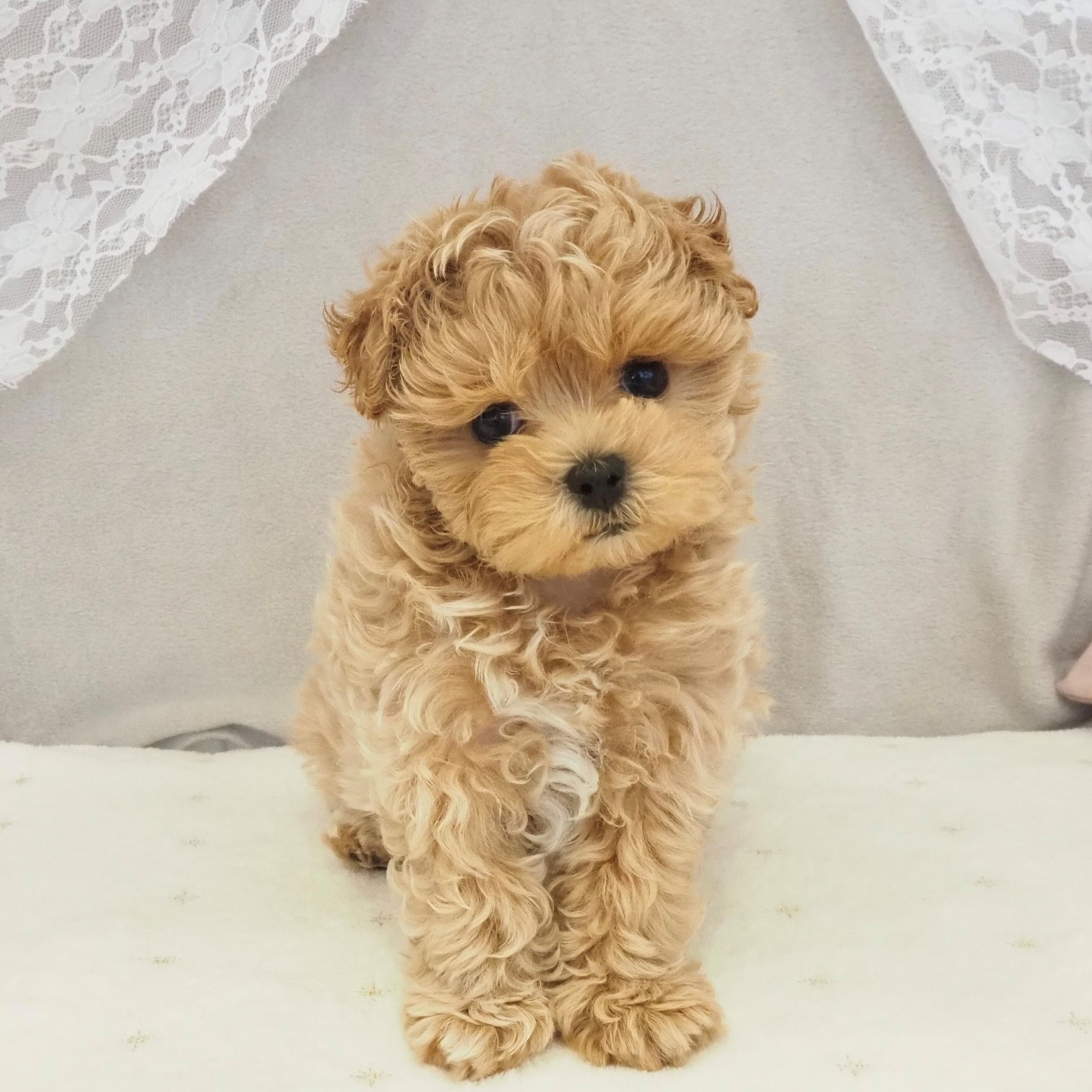 大阪府のマルプー(マルチーズ×プードル) (犬の家＆猫の里もりのみやキューズモールBASE店/2026年1月27日生まれ/男の子/アプリコットホワイト)の子犬の3枚目の画像