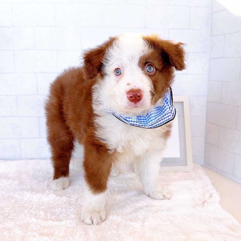 石川県のボーダーコリー (犬の家＆猫の里金沢店/2026年1月27日生まれ/男の子/チョコレートホワイト)の子犬の3枚目の画像