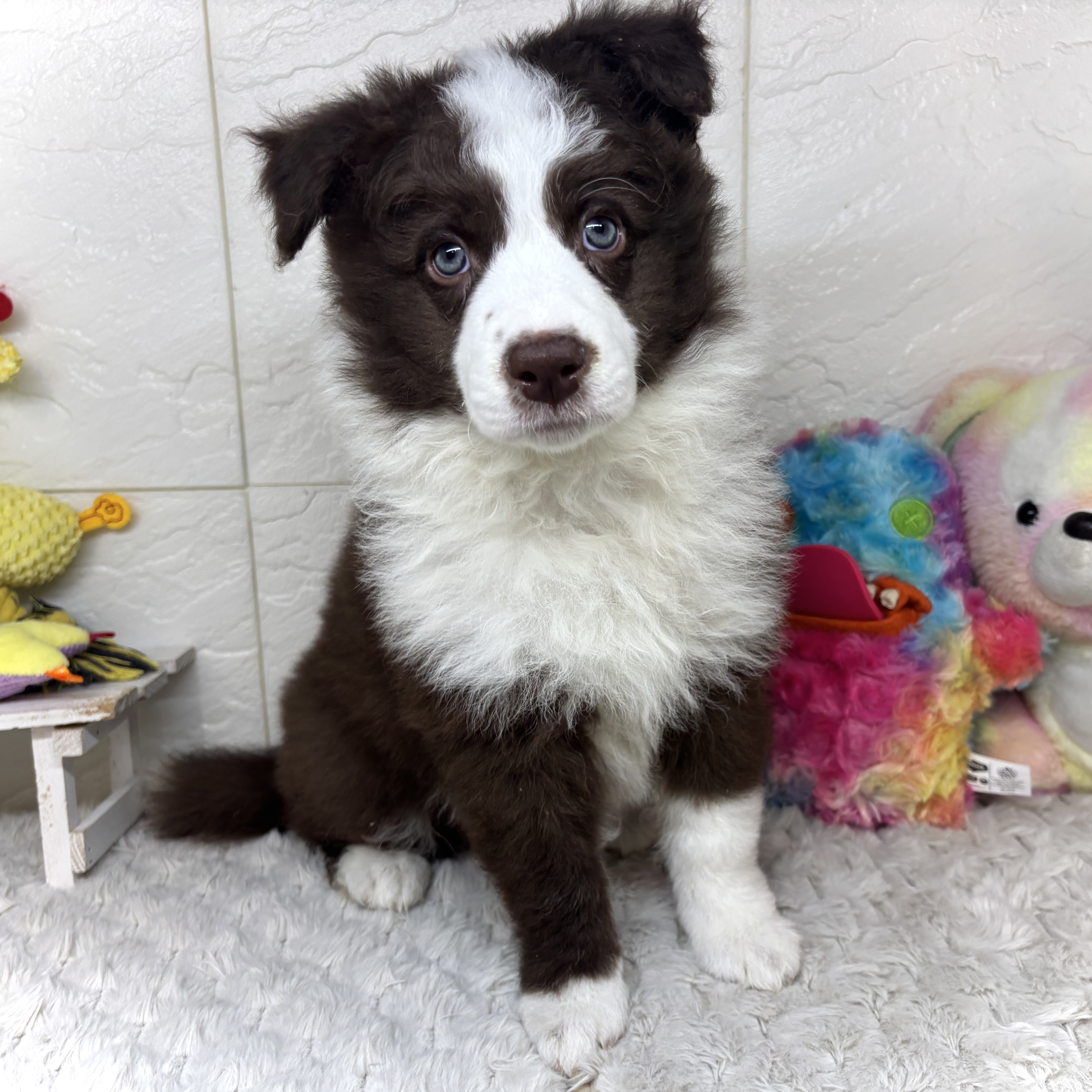 兵庫県のボーダーコリー (犬の家＆猫の里ゆめタウン姫路店/2026年1月27日生まれ/男の子/チョコレートホワイト)の子犬の1枚目の画像