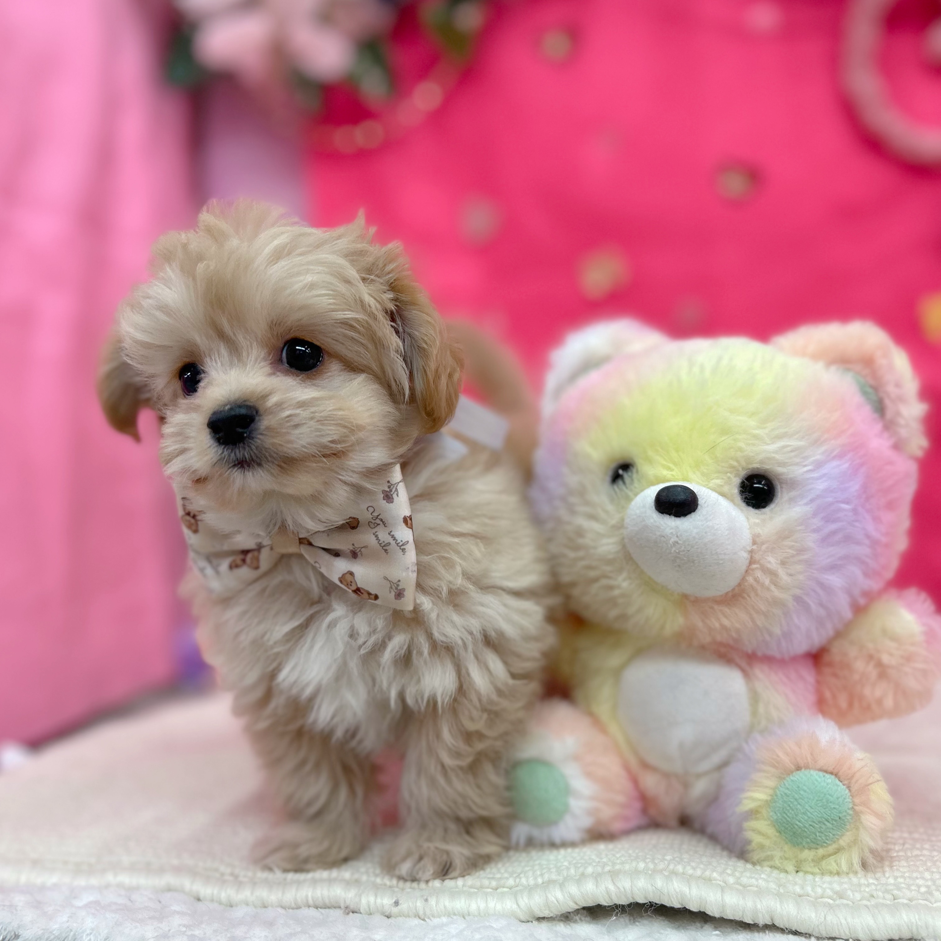 岐阜県のチワプー/プーチー(チワワ×プードル) (犬の家＆猫の里岐南店/2026年1月27日生まれ/男の子/アプリコット)の子犬の3枚目の画像