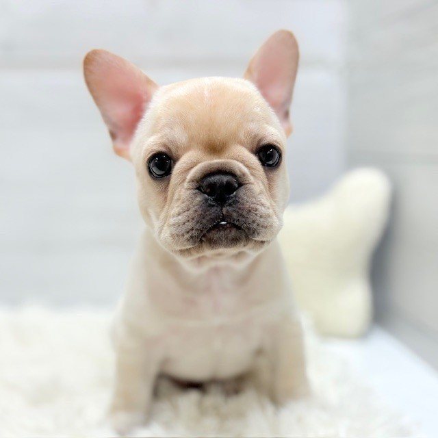 愛知県のフレンチブルドッグ (犬の家＆猫の里豊田店/2026年1月27日生まれ/男の子/クリーム)の子犬の3枚目の画像