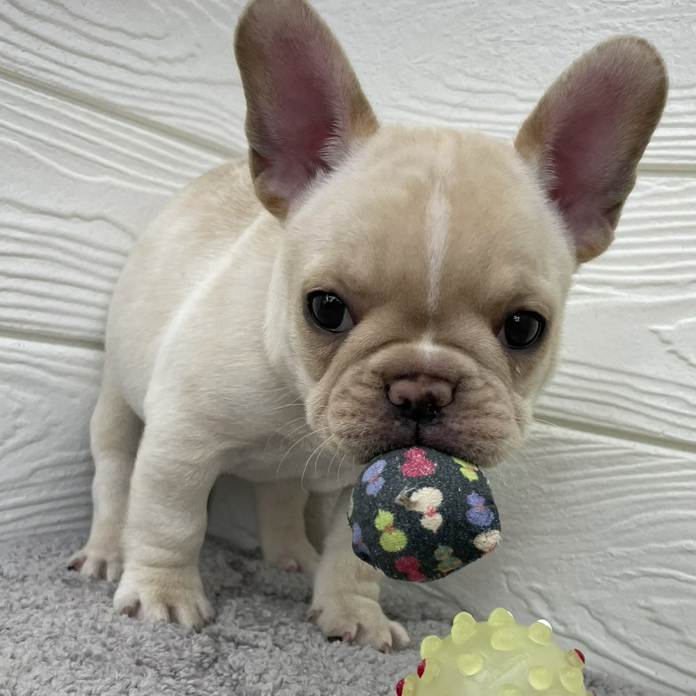 愛知県のフレンチブルドッグ (犬の家＆猫の里七宝店/2026年1月27日生まれ/女の子/クリーム)の子犬の3枚目の画像