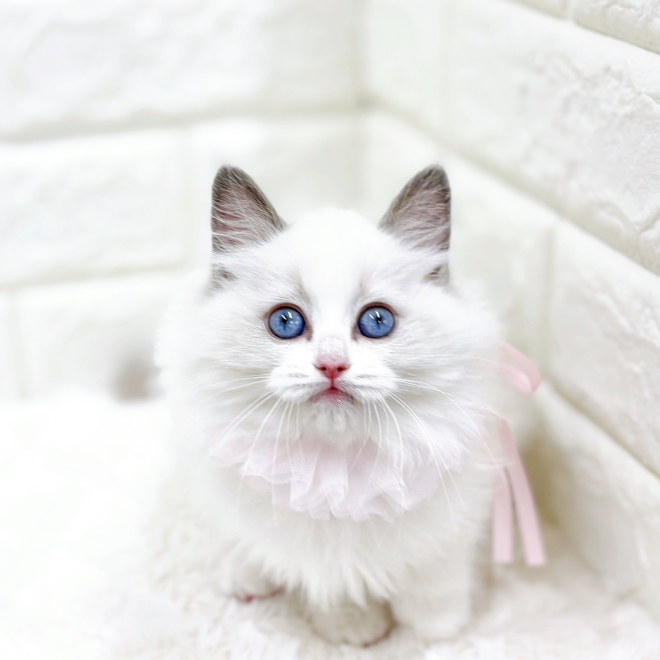 福井県のラグドール (犬の家＆猫の里アミーゴ福井店/2026年1月29日生まれ/女の子/ブルーポイントバイカラー)の子猫の3枚目の画像