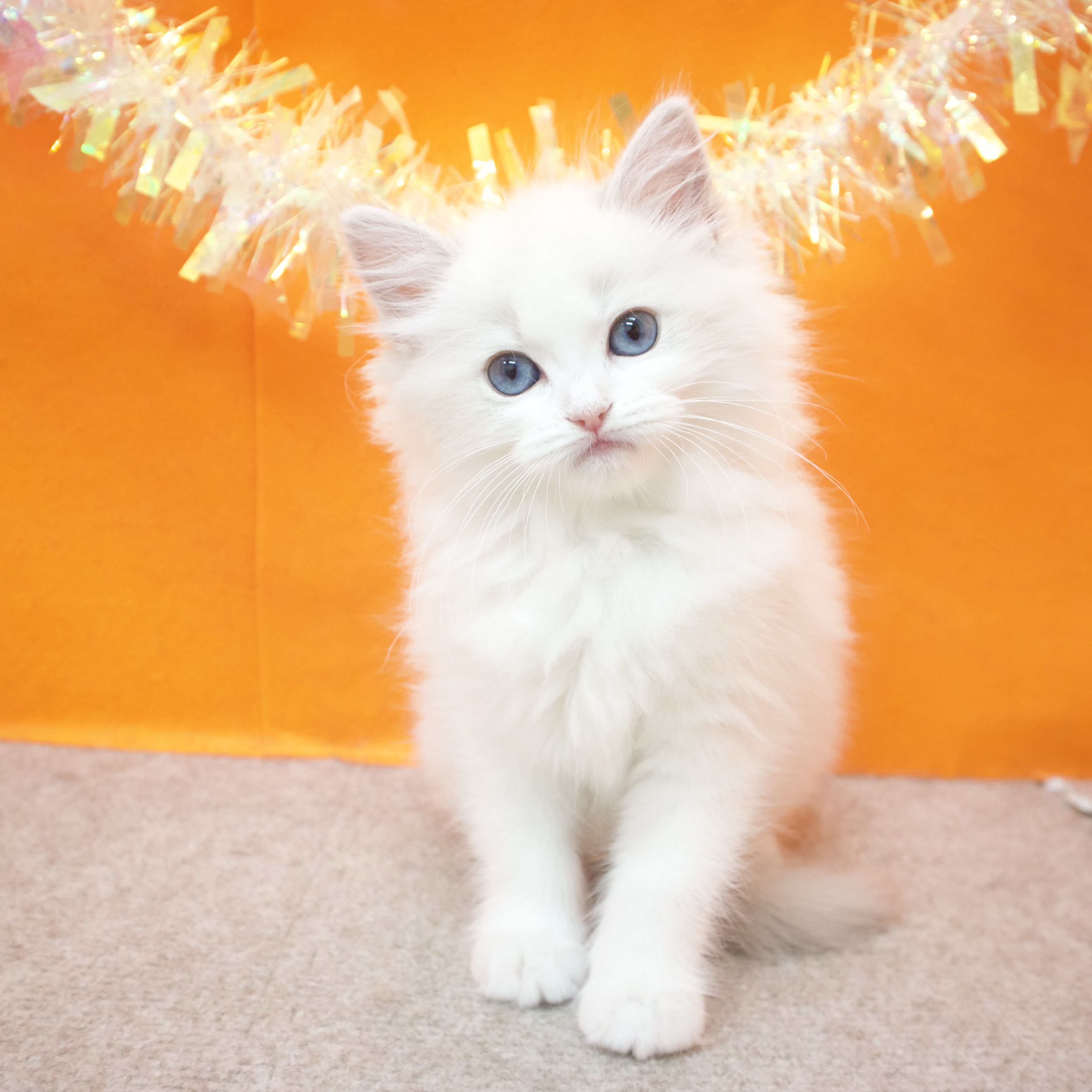 大阪府のラグドール (犬の家＆猫の里吹田店/2026年1月29日生まれ/女の子/ブルーポイントバイカラー)の子猫の3枚目の画像