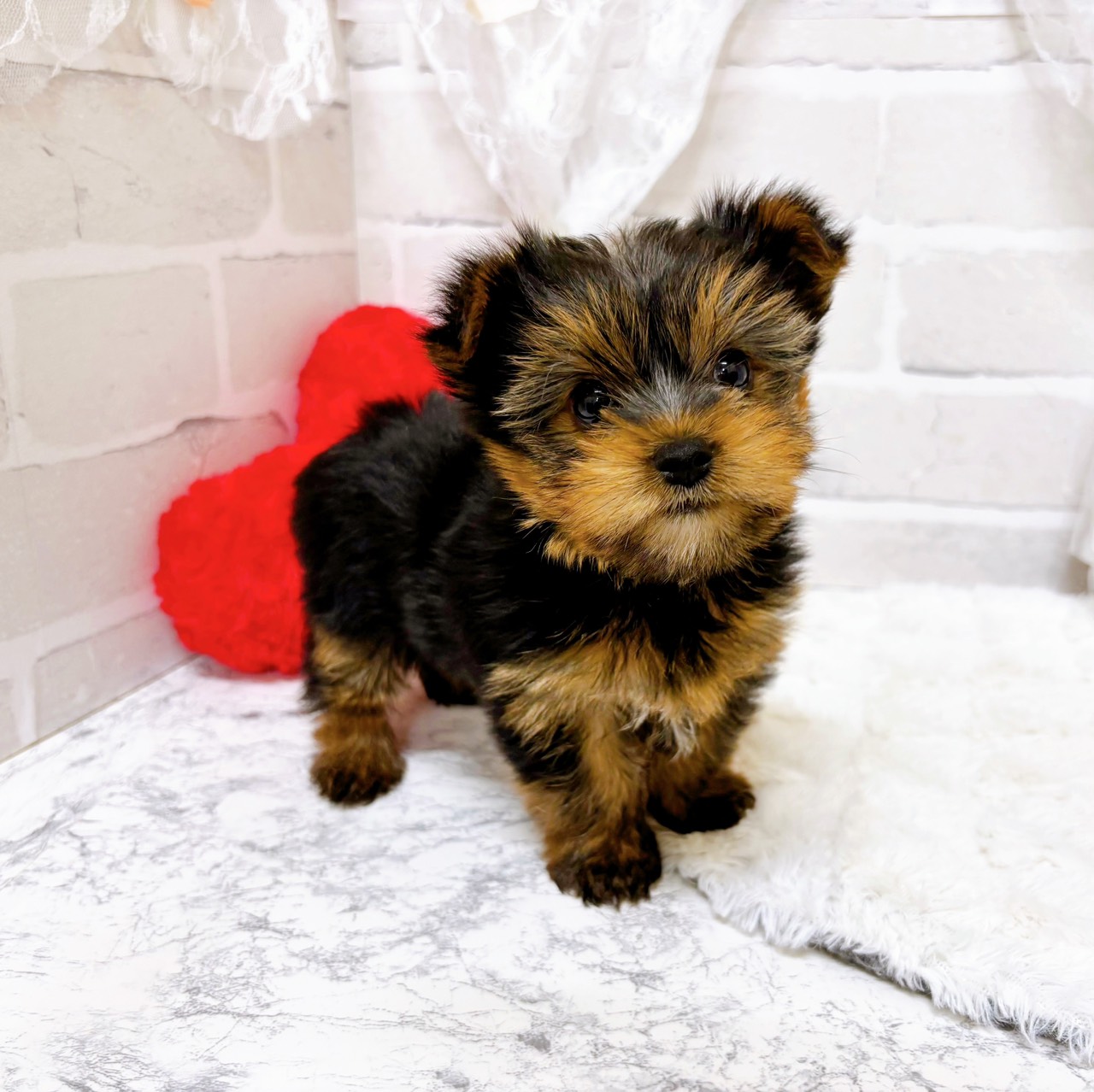 京都府のヨークシャーテリア (犬の家＆猫の里京都精華店/2026年1月28日生まれ/女の子/スチールブルータン)の子犬の3枚目の画像