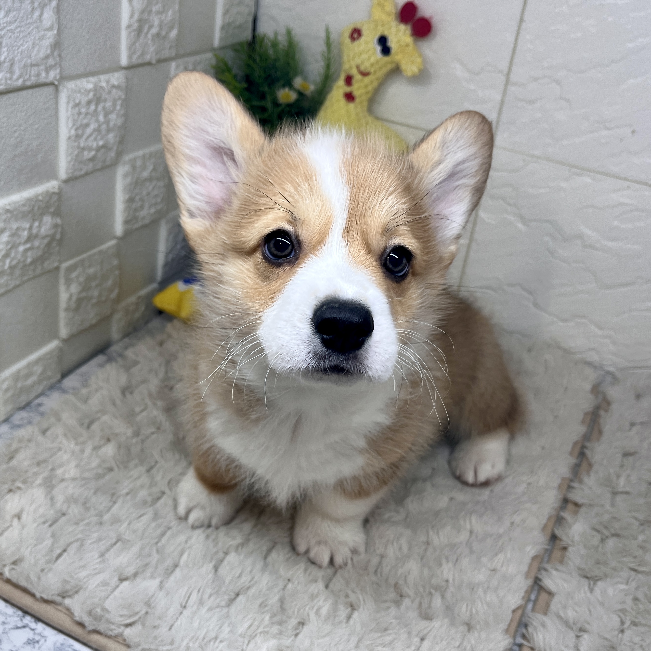 兵庫県のウェルシュコーギーペンブローク (犬の家＆猫の里ゆめタウン姫路店/2026年1月20日生まれ/男の子/レッドホワイト)の子犬の3枚目の画像