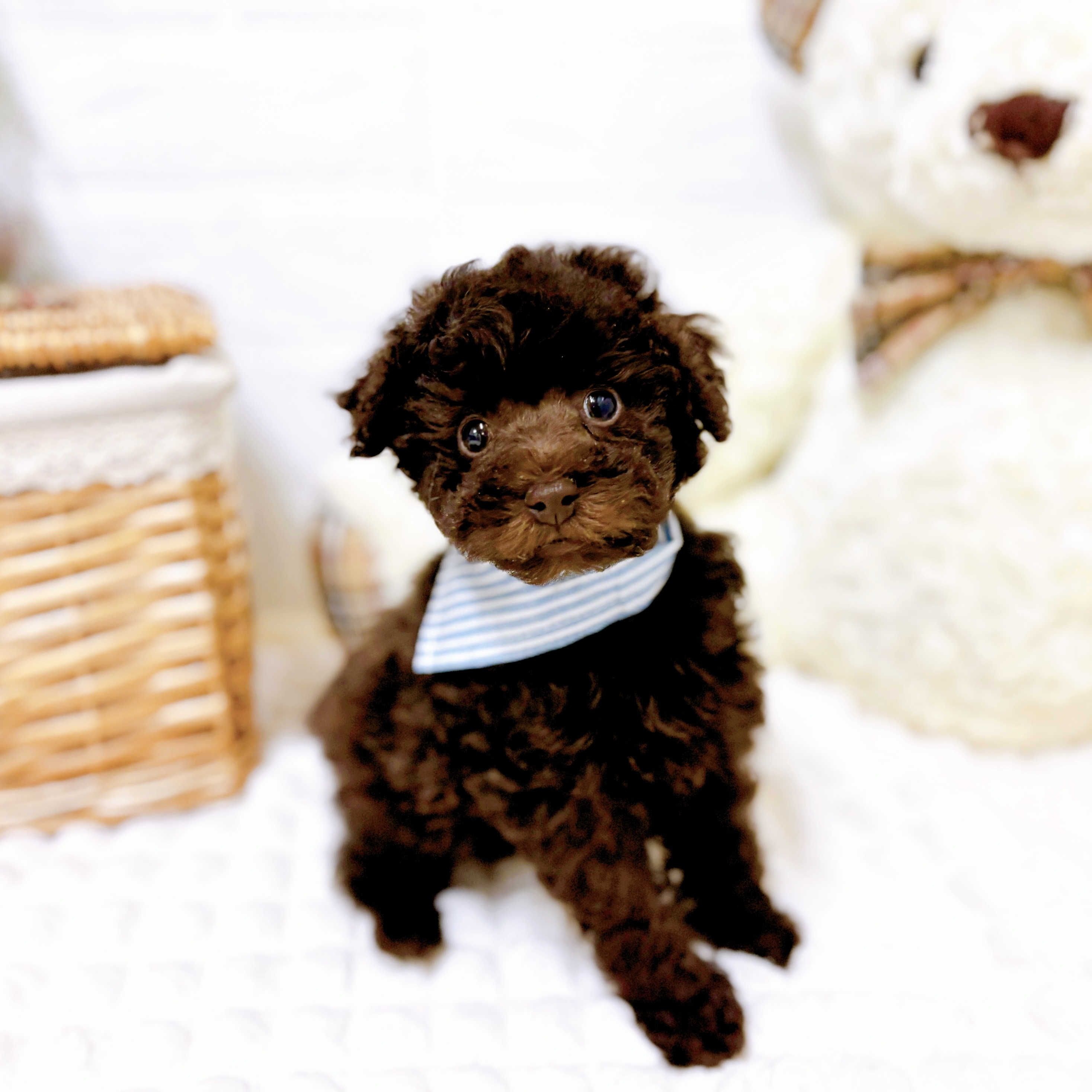 滋賀県のトイプードル(トイ) (犬の家＆猫の里近江八幡店/2026年1月27日生まれ/男の子/ブラウン)の子犬の1枚目の画像