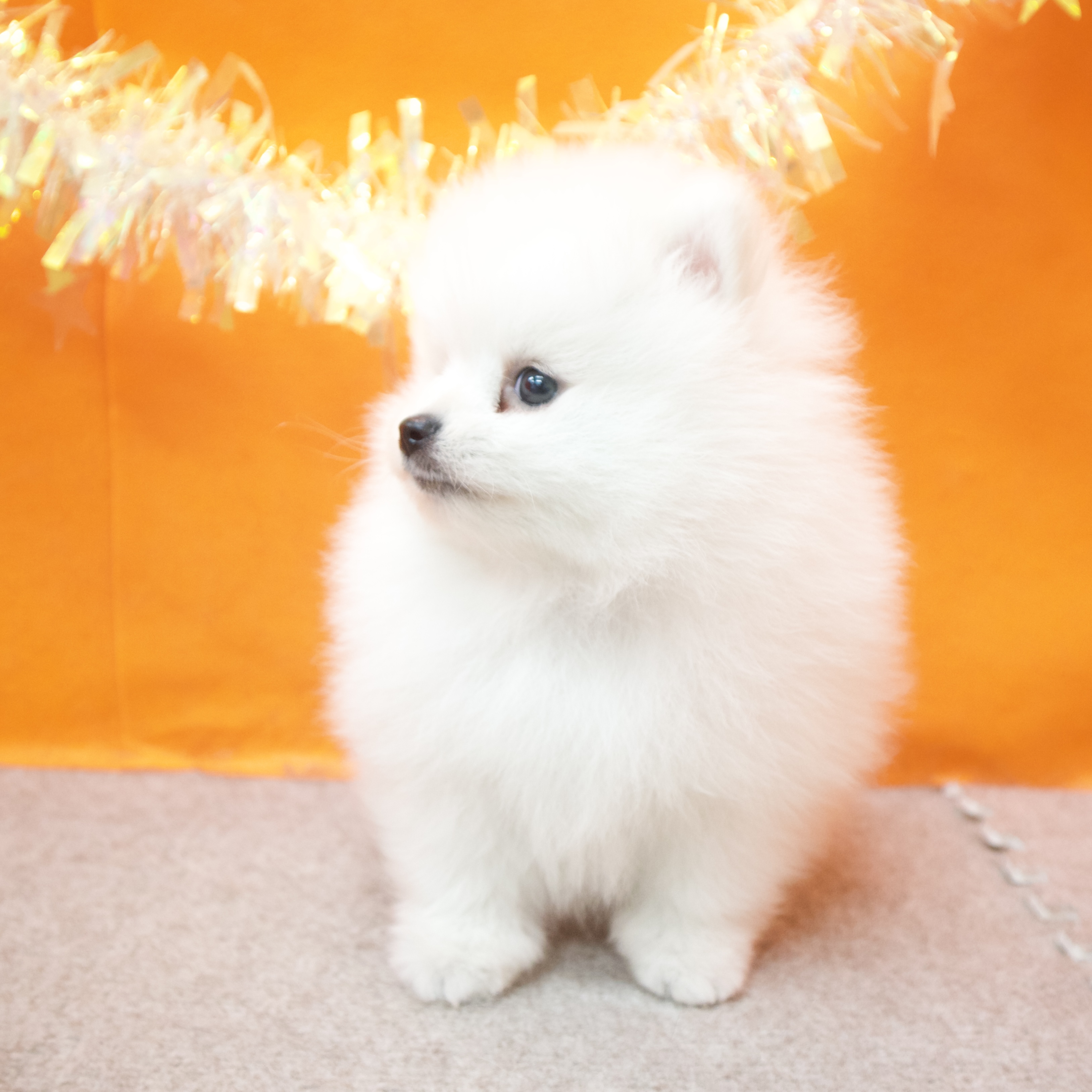 大阪府のポメラニアン (犬の家＆猫の里吹田店/2026年1月28日生まれ/男の子/クリーム)の子犬の3枚目の画像