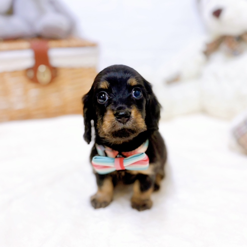 滋賀県のミニチュアダックスフンド(ロング) (犬の家＆猫の里近江八幡店/2026年1月27日生まれ/女の子/ブラックタン)の子犬の3枚目の画像