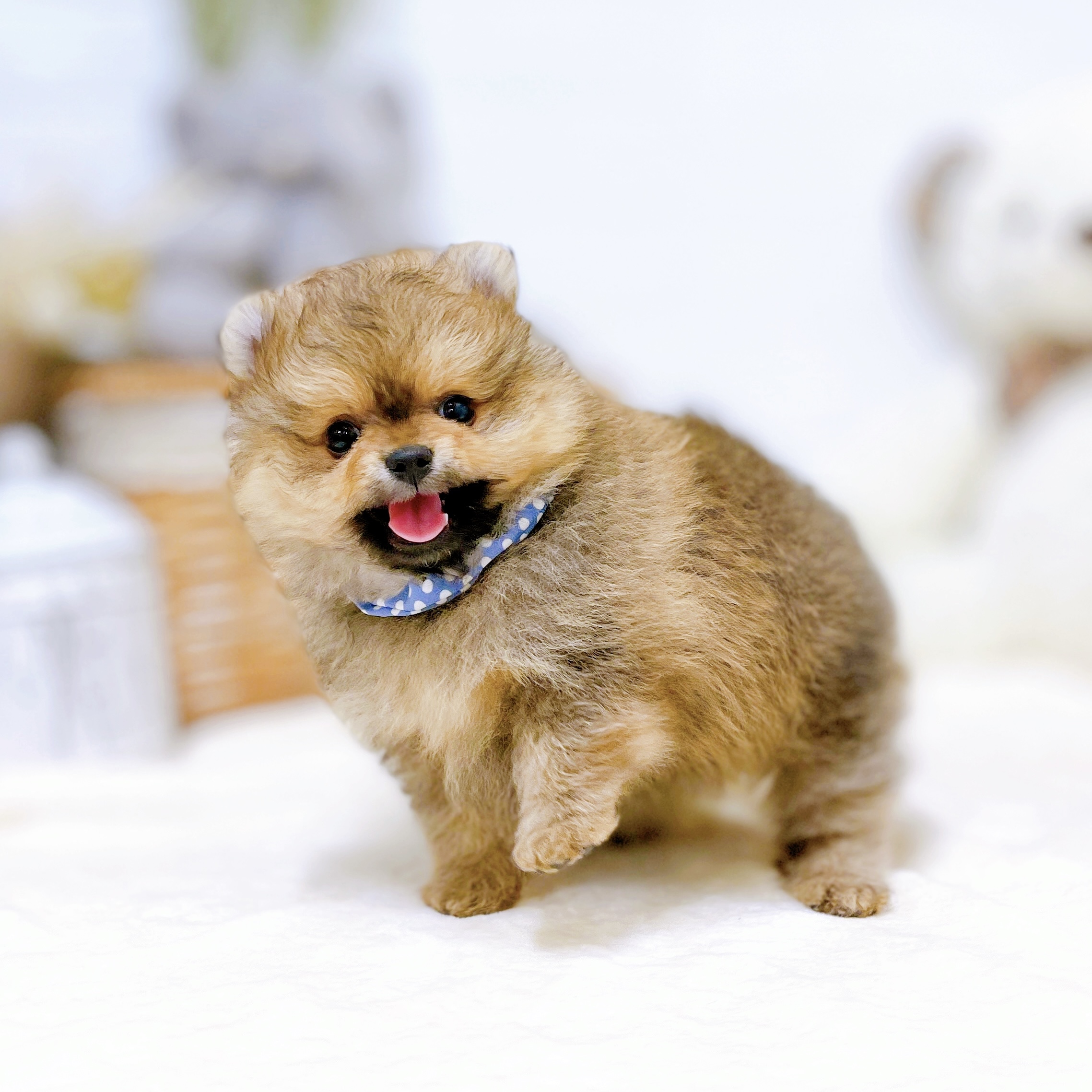 滋賀県のポメラニアン (犬の家＆猫の里近江八幡店/2026年1月29日生まれ/男の子/オレンジ)の子犬の3枚目の画像