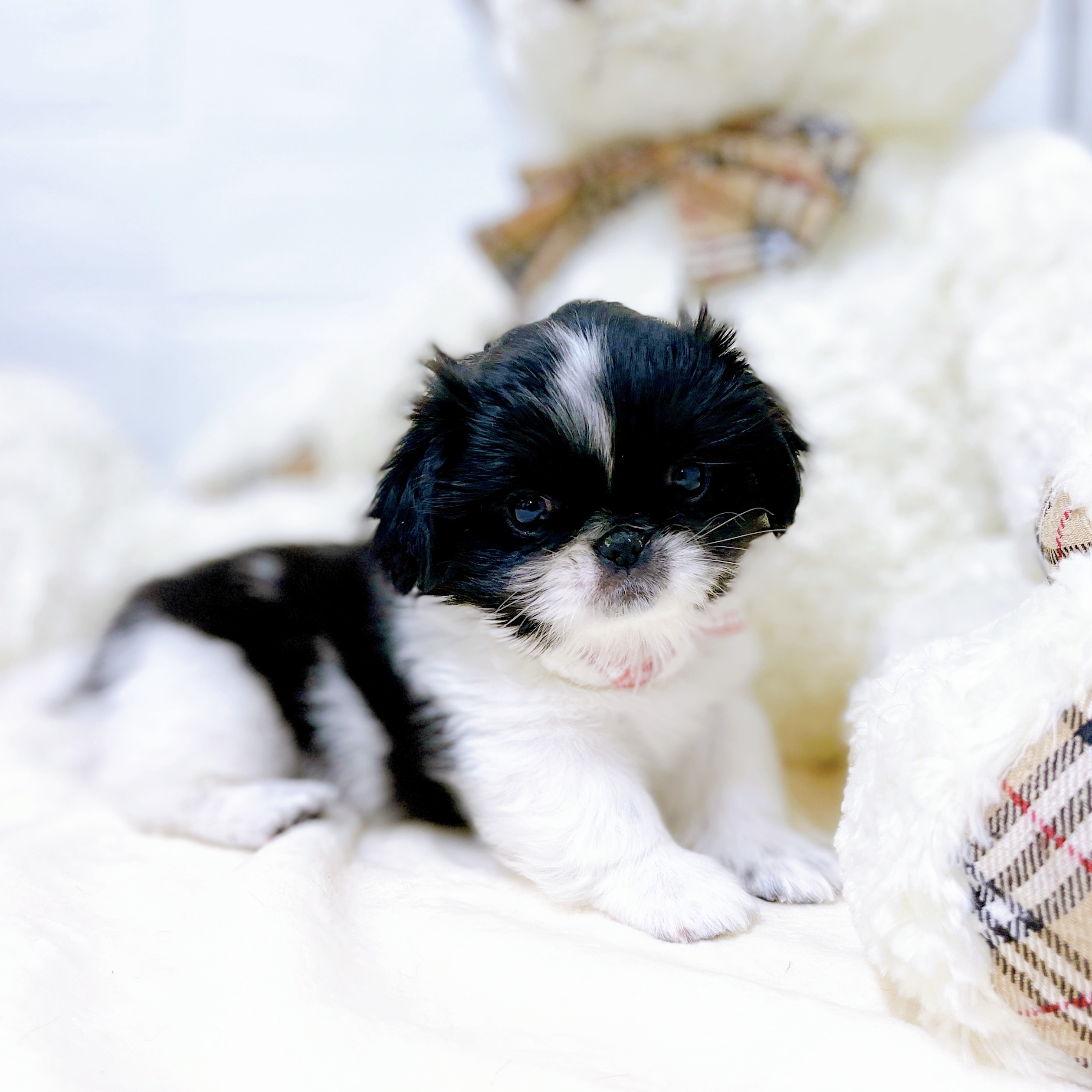 滋賀県のペキニーズ (犬の家＆猫の里近江八幡店/2026年1月28日生まれ/女の子/パーティーカラー)の子犬の3枚目の画像