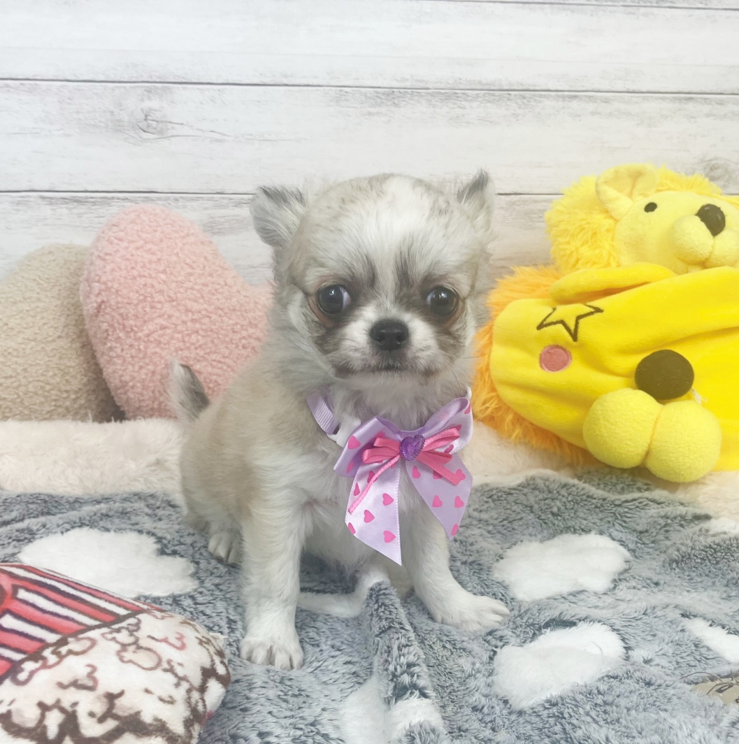 兵庫県のチワワ(ロング) (犬の家＆猫の里川西店/2026年1月28日生まれ/女の子/レッドホワイト)の子犬の1枚目の画像