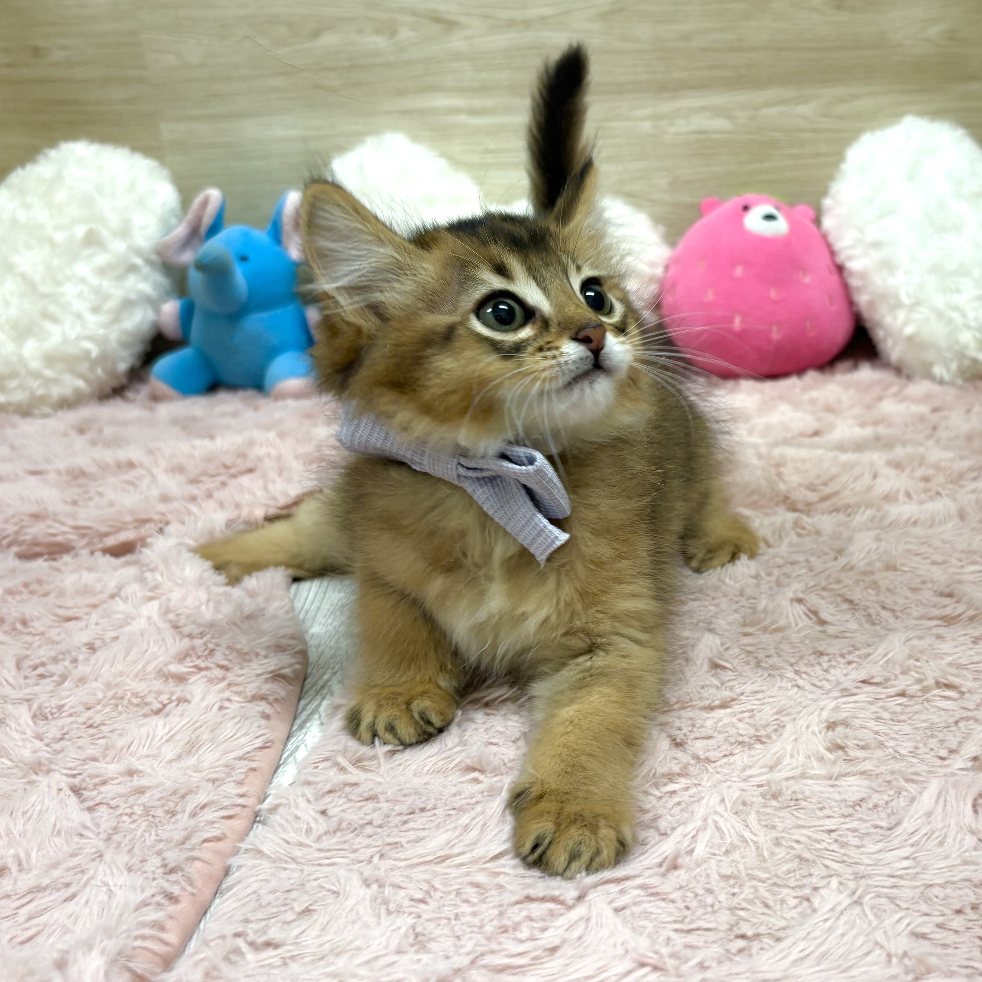 大阪府のソマリ (犬の家＆猫の里そよら東岸和田店/2026年1月18日生まれ/男の子/ルディ)の子猫の3枚目の画像