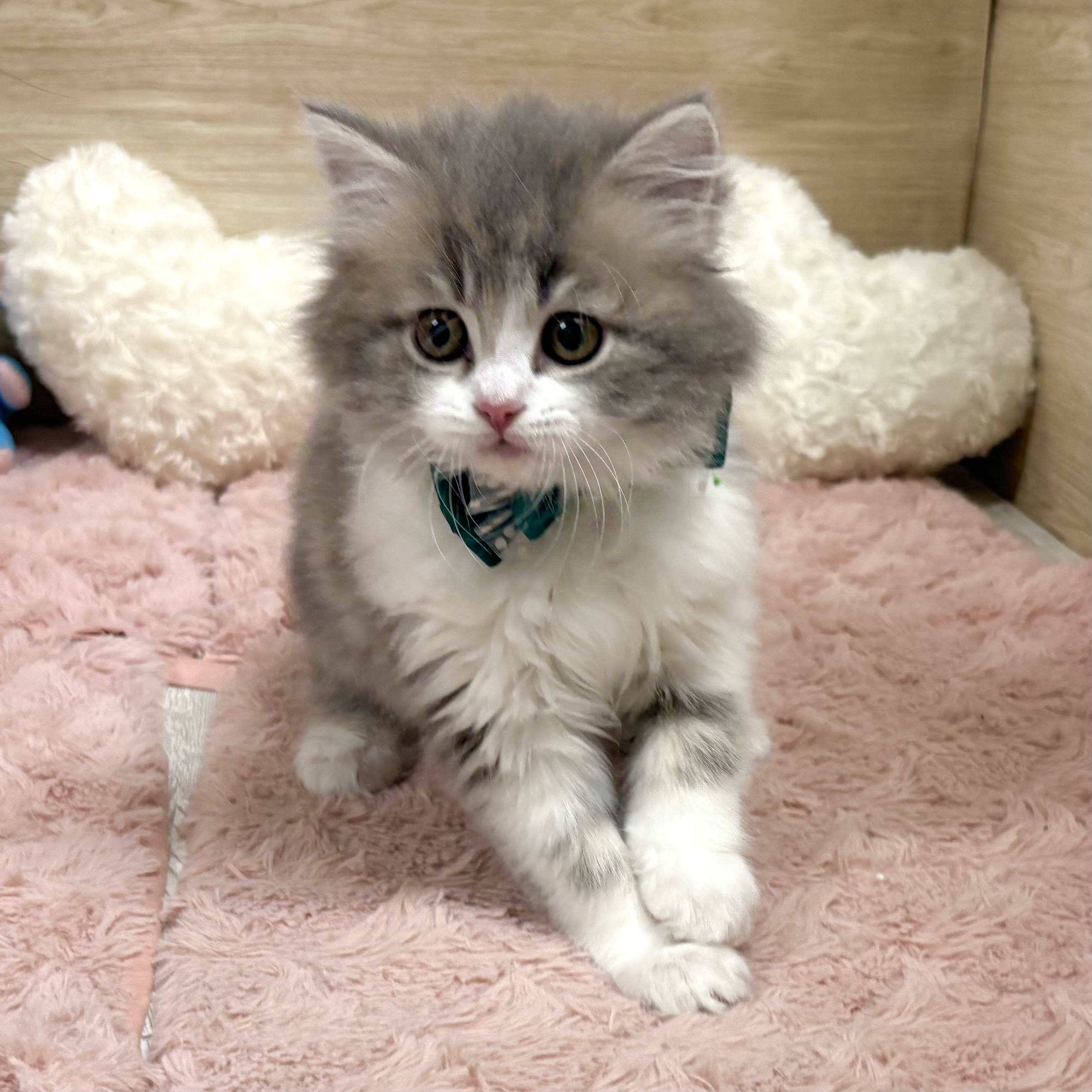 大阪府のラガマフィン (犬の家＆猫の里そよら東岸和田店/2026年1月24日生まれ/男の子/ブルータビーホワイト)の子猫の3枚目の画像