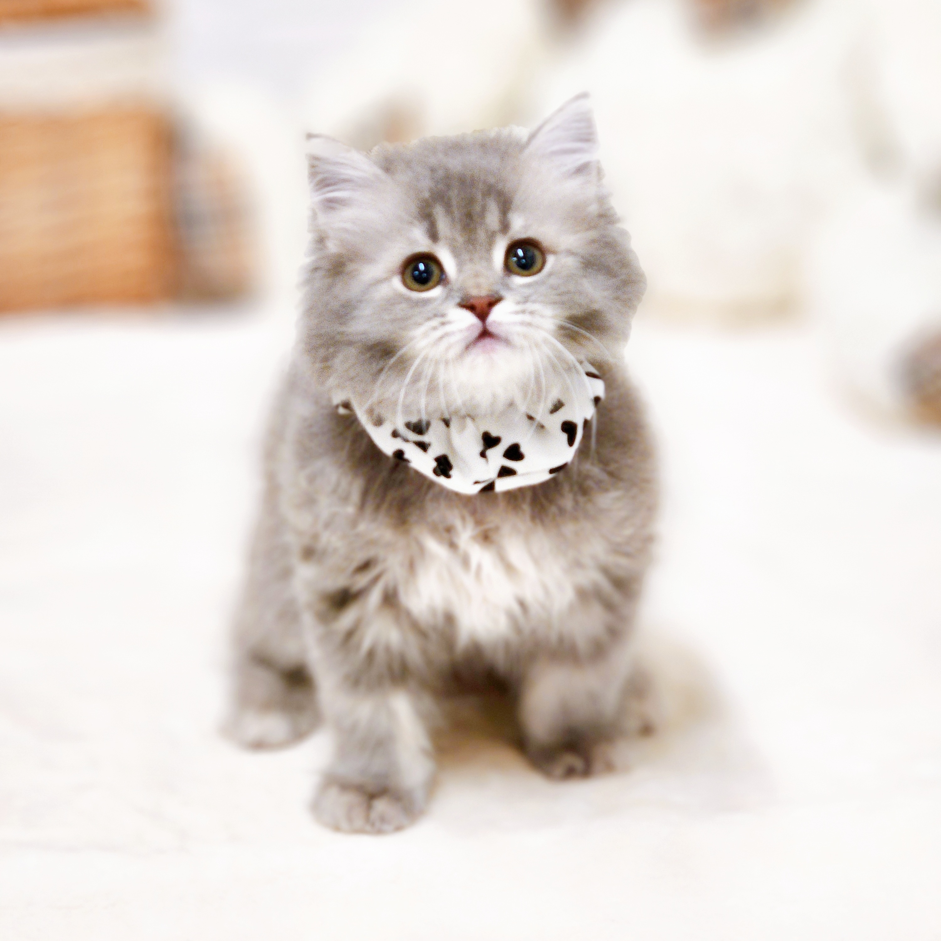 滋賀県のラガマフィン (犬の家＆猫の里近江八幡店/2026年1月24日生まれ/男の子/ブルータビー)の子猫の3枚目の画像