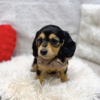 滋賀県のミニチュアダックスフンド(ロング) (犬の家＆猫の里長浜店/2026年1月29日生まれ/女の子/ブラックタン)の子犬の3枚目の画像