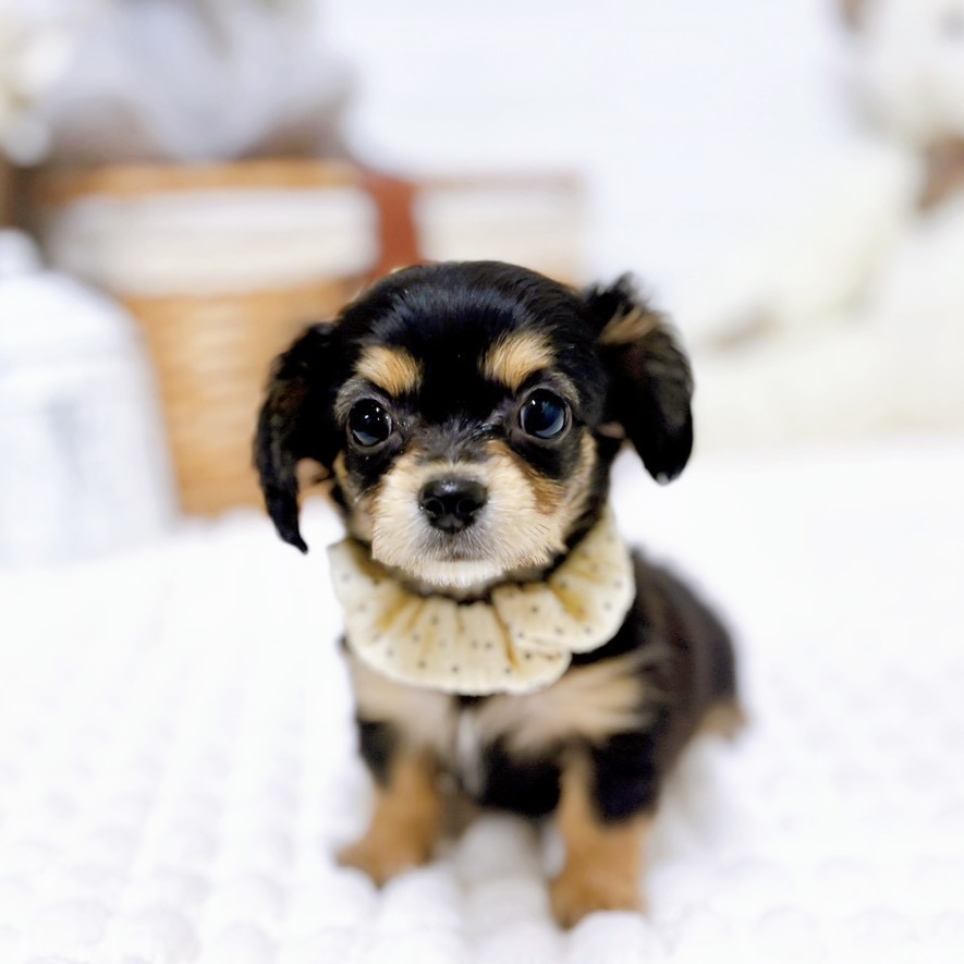 滋賀県のチワックス(チワワ×ダックス) (犬の家＆猫の里近江八幡店/2026年1月28日生まれ/女の子/ブラックタン)の子犬の3枚目の画像