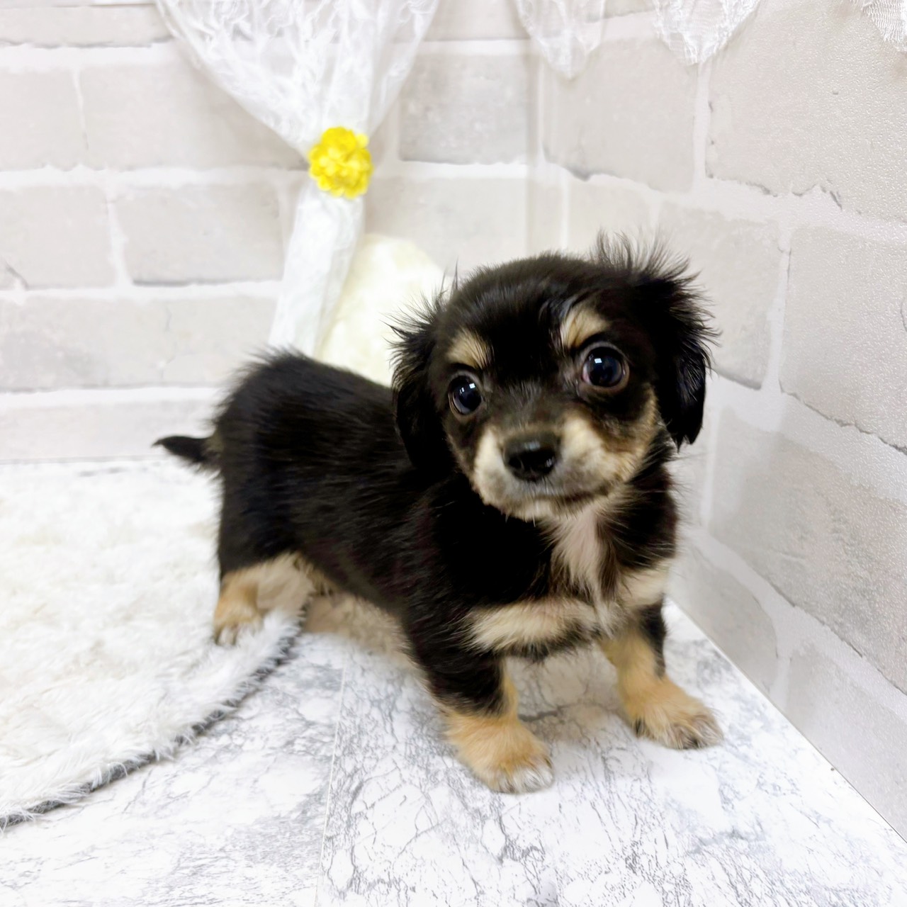 京都府のチワックス(チワワ×ダックス) (犬の家＆猫の里京都精華店/2026年1月28日生まれ/女の子/ブラッククリーム)の子犬の3枚目の画像