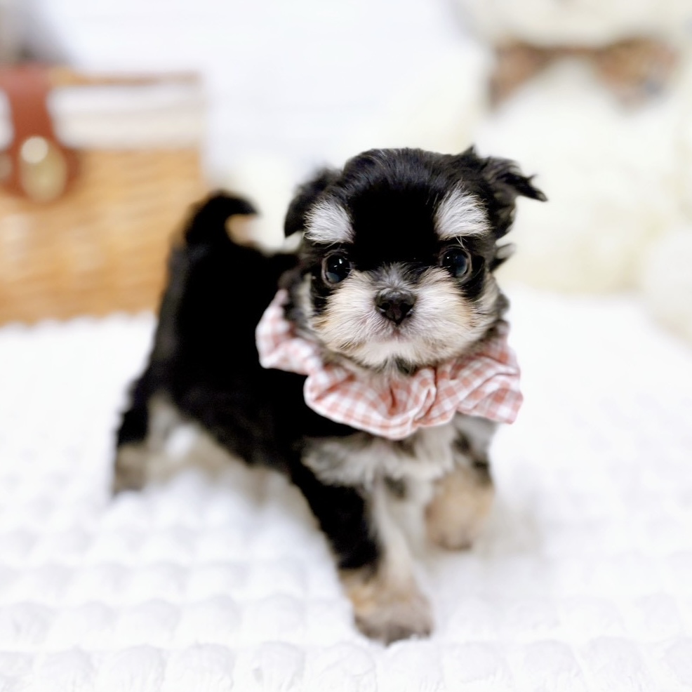 滋賀県のチワマル/マルチワ(チワワ×マルチーズ) (犬の家＆猫の里近江八幡店/2026年1月29日生まれ/女の子/ブラッククリーム)の子犬の3枚目の画像