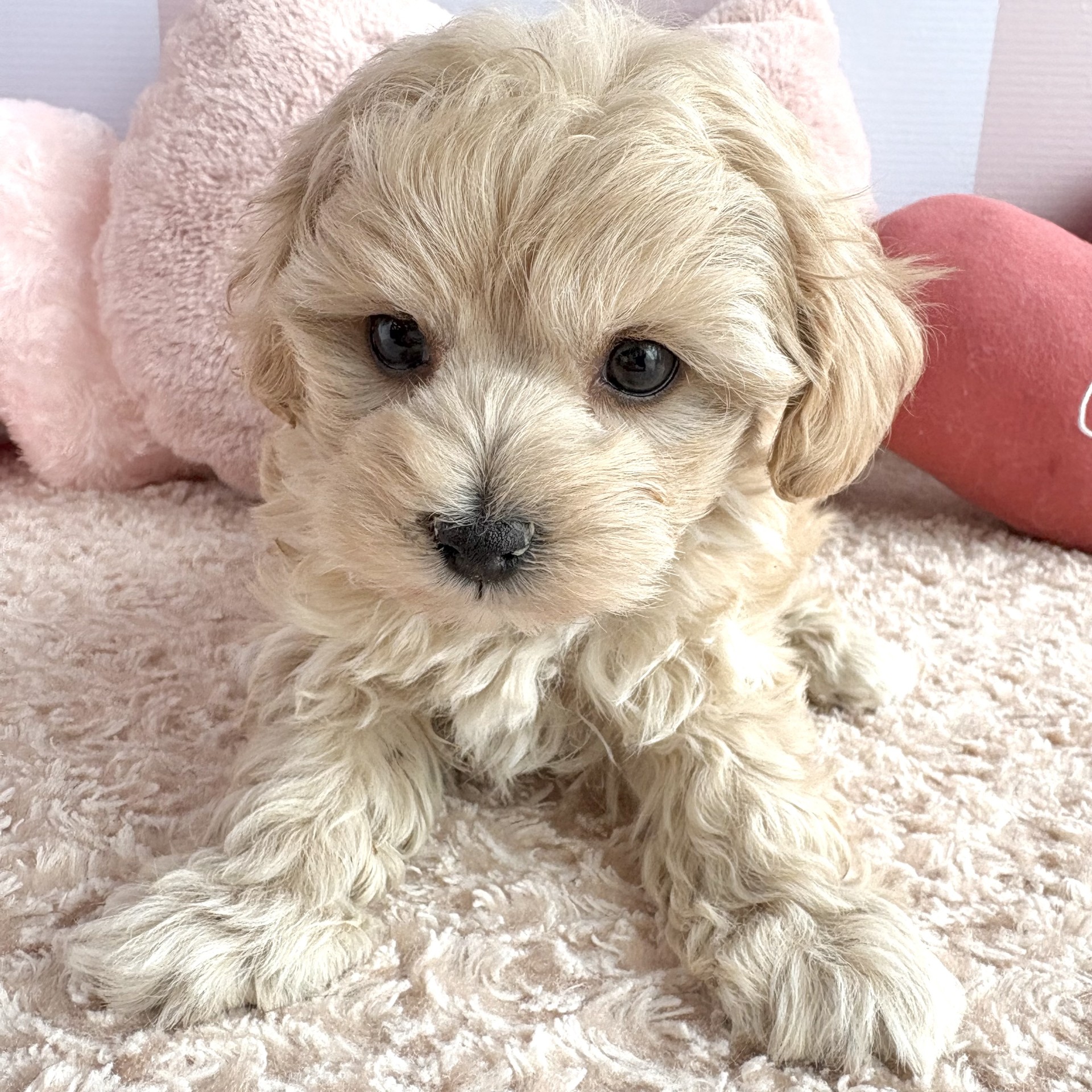 岡山県のマルプー(マルチーズ×プードル) (犬の家＆猫の里倉敷中庄店/2026年1月28日生まれ/女の子/クリーム)の子犬の3枚目の画像