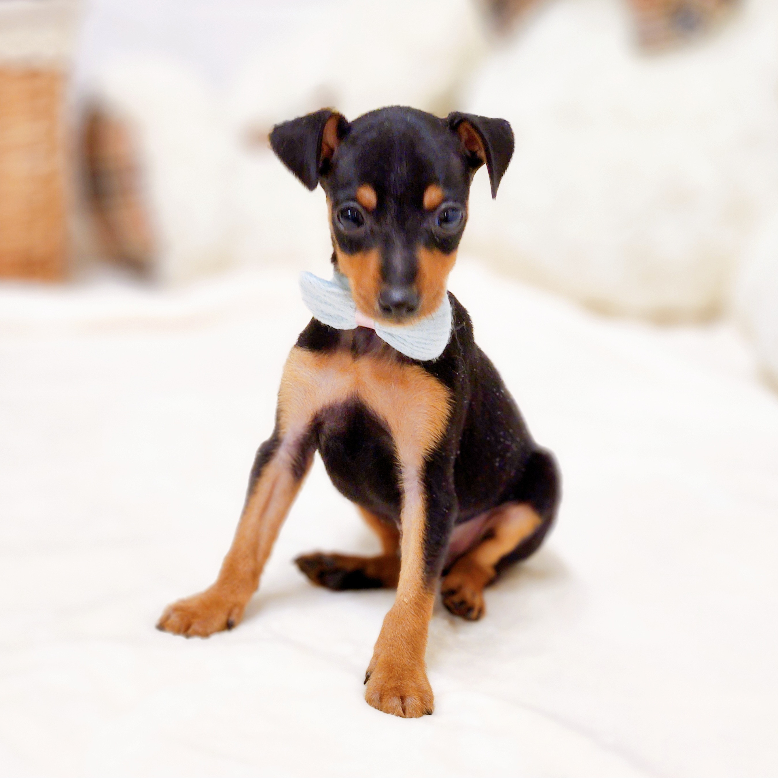 滋賀県のミニチュアピンシャー (犬の家＆猫の里近江八幡店/2026年1月28日生まれ/男の子/ブラックタン)の子犬の3枚目の画像