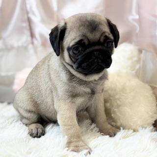 兵庫県のパグ (犬の家＆猫の里カナート西神戸店/2026年1月29日生まれ/女の子/フォーン)の子犬の3枚目の画像