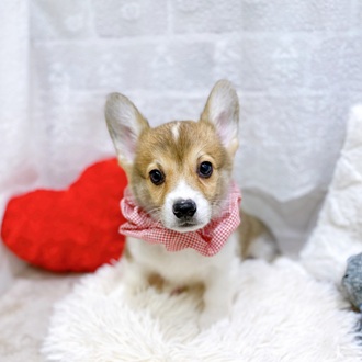 滋賀県のウェルシュコーギーペンブローク (犬の家＆猫の里長浜店/2026年1月27日生まれ/女の子/レッドホワイト)の子犬の3枚目の画像