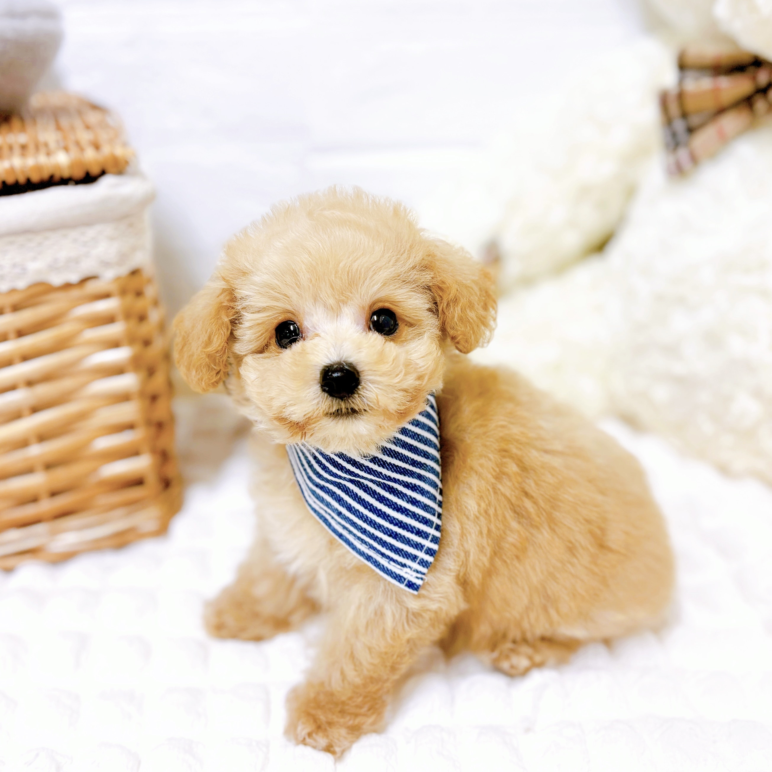 滋賀県のトイプードル(トイ) (犬の家＆猫の里近江八幡店/2026年1月29日生まれ/男の子/ペールフォーン)の子犬の3枚目の画像