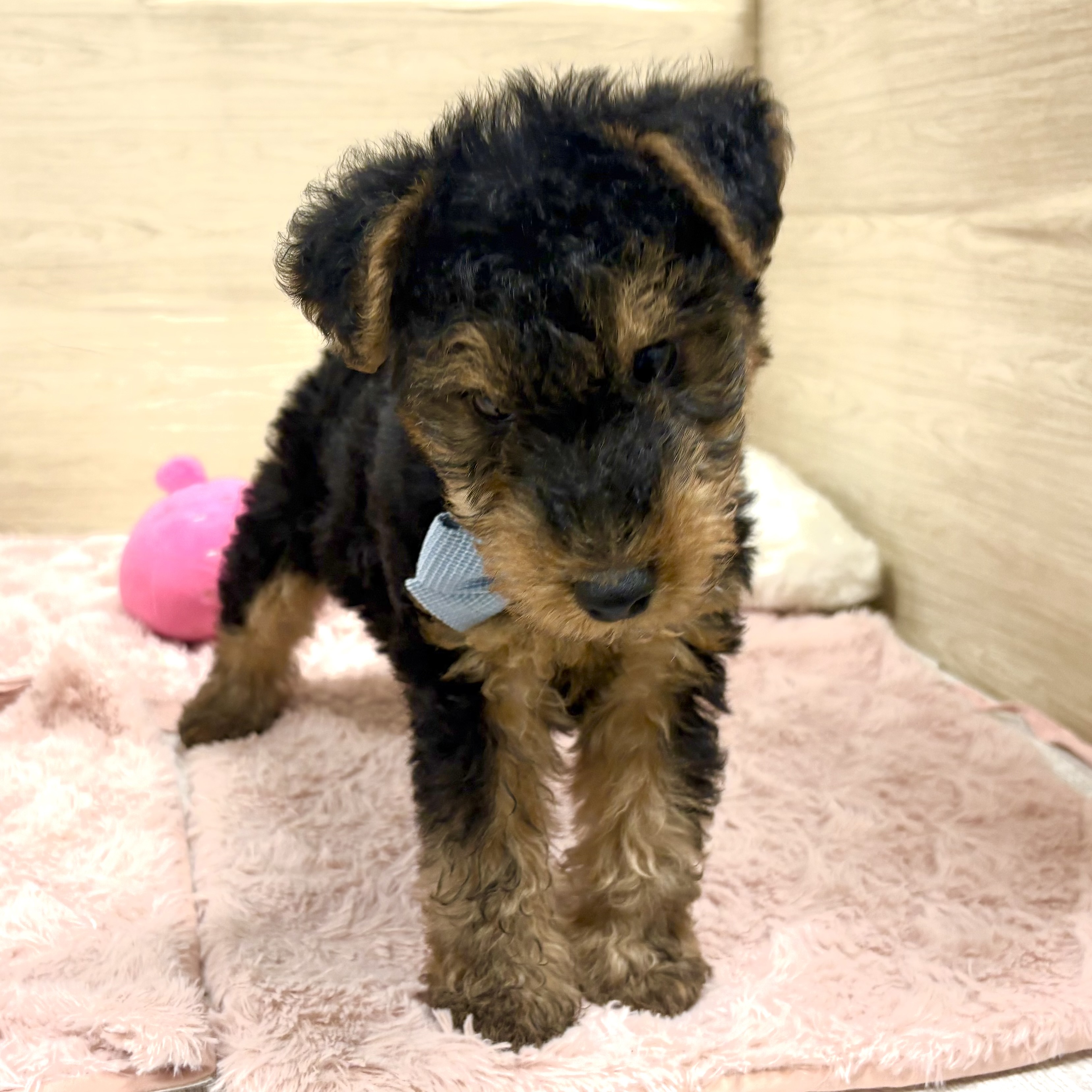 大阪府のウェルシュテリア (犬の家＆猫の里そよら東岸和田店/2026年1月25日生まれ/男の子/ブラックタン)の子犬の3枚目の画像