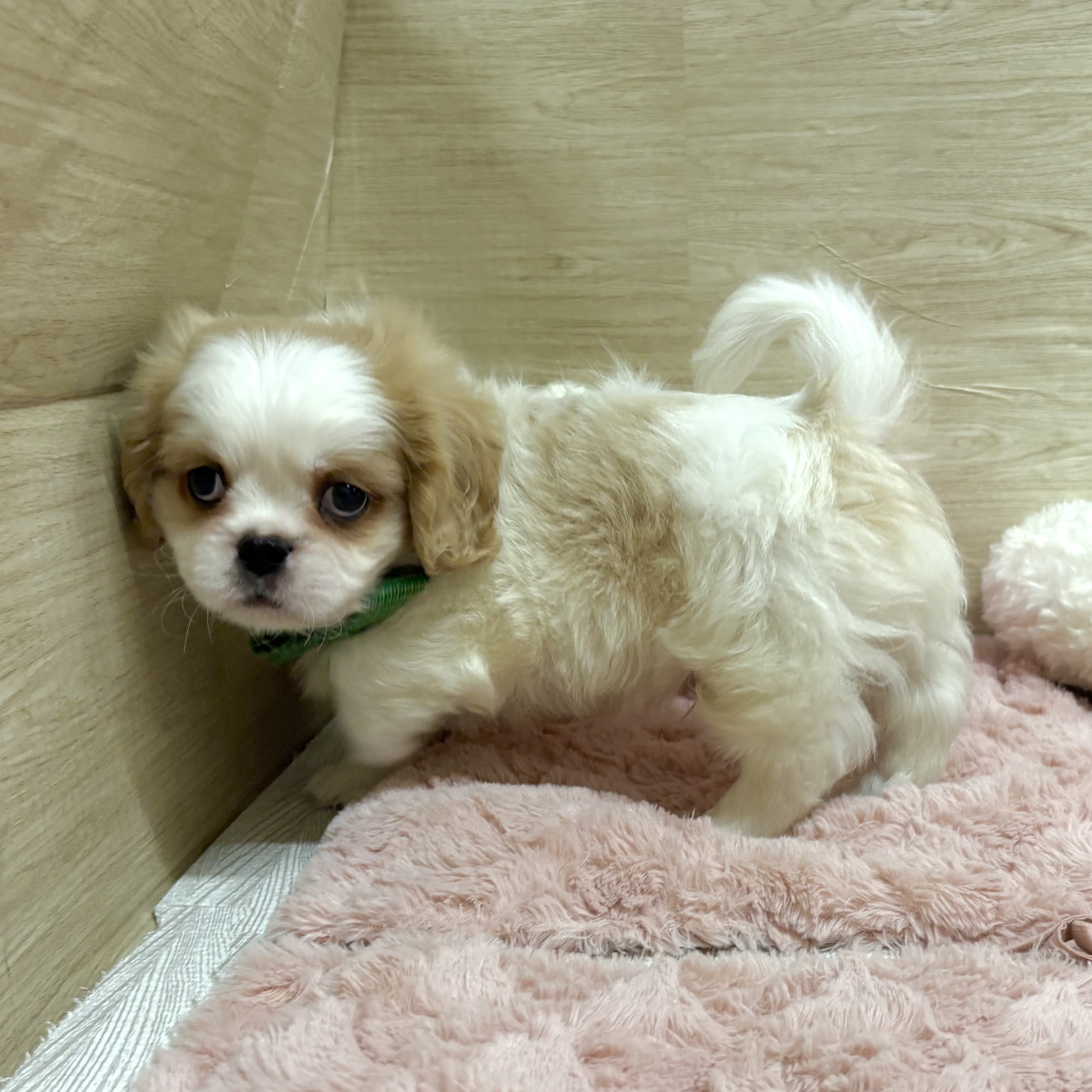 大阪府のハーフ犬・ミックス犬 (犬の家＆猫の里そよら東岸和田店/2026年1月29日生まれ/男の子/クリームホワイト)の子犬の3枚目の画像