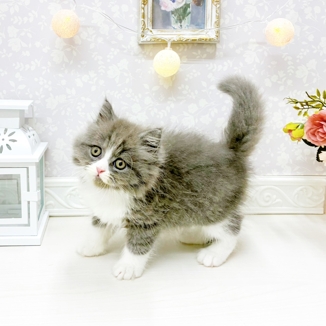 富山県のスコティッシュフォールド (犬の家＆猫の里アミーゴ山室店/2026年1月26日生まれ/男の子/ブルータビーホワイト)の子猫の3枚目の画像