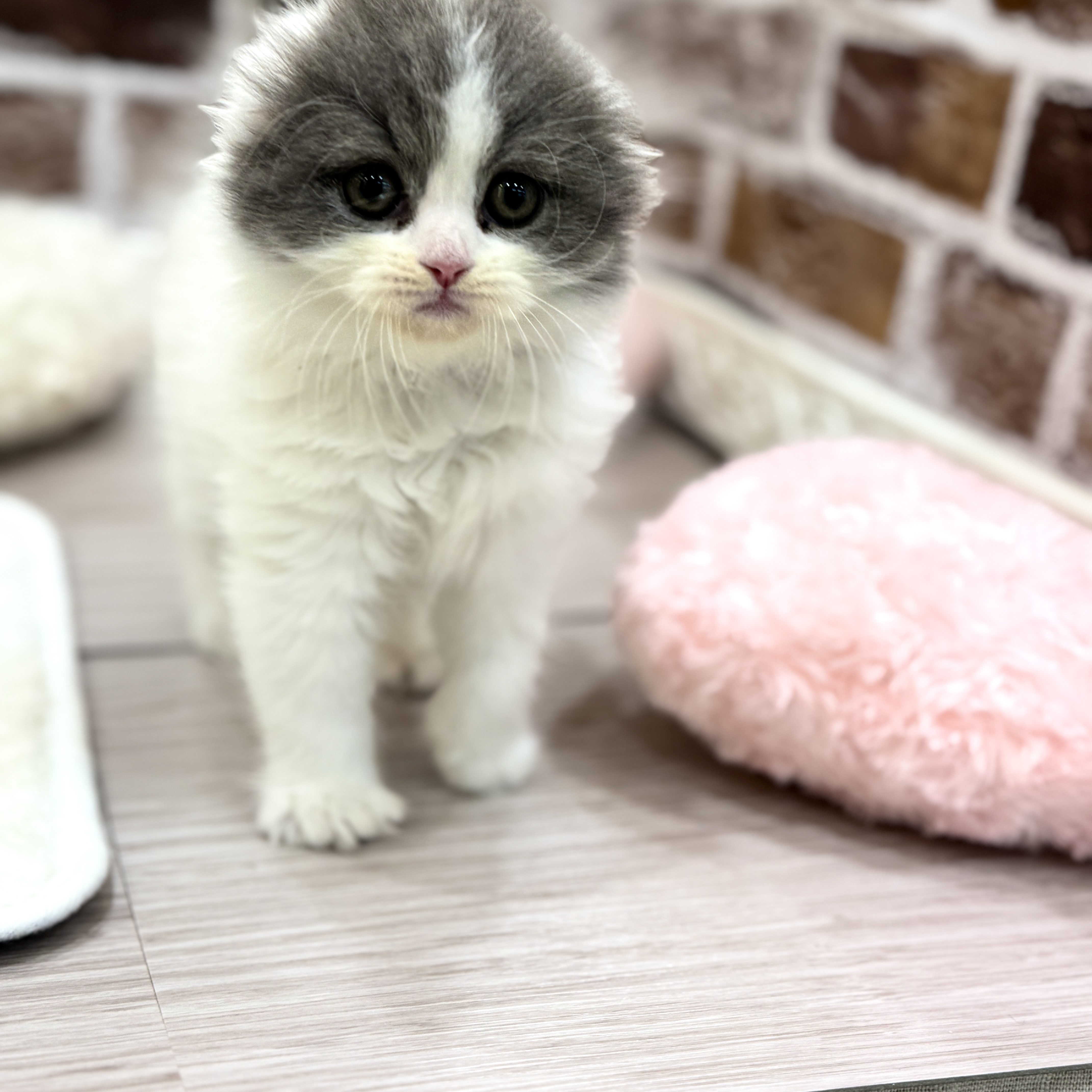 三重県のスコティッシュフォールド (犬の家＆猫の里三重桑名店/2026年1月26日生まれ/男の子/ブルータビーホワイト)の子猫