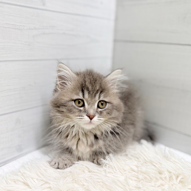 愛知県のマンチカン (犬の家＆猫の里豊田店/2026年1月25日生まれ/女の子/ブルーパッチドタビー)の子猫の3枚目の画像