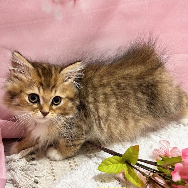 福岡県のサイベリアン (犬の家＆猫の里トリアス久山店/2026年1月27日生まれ/男の子/ブラウンタビーホワイト)の子猫の3枚目の画像