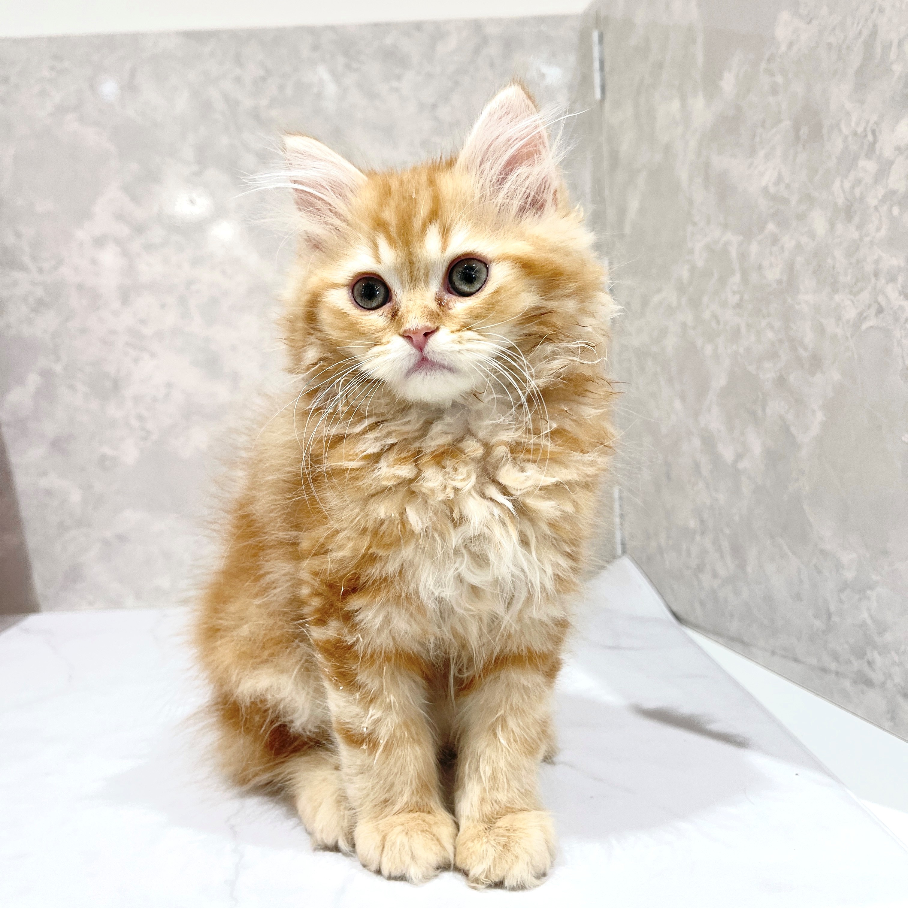 福岡県のサイベリアン (犬の家＆猫の里くりえいと宗像店/2026年1月26日生まれ/男の子/レッドタビーホワイト)の子猫の3枚目の画像