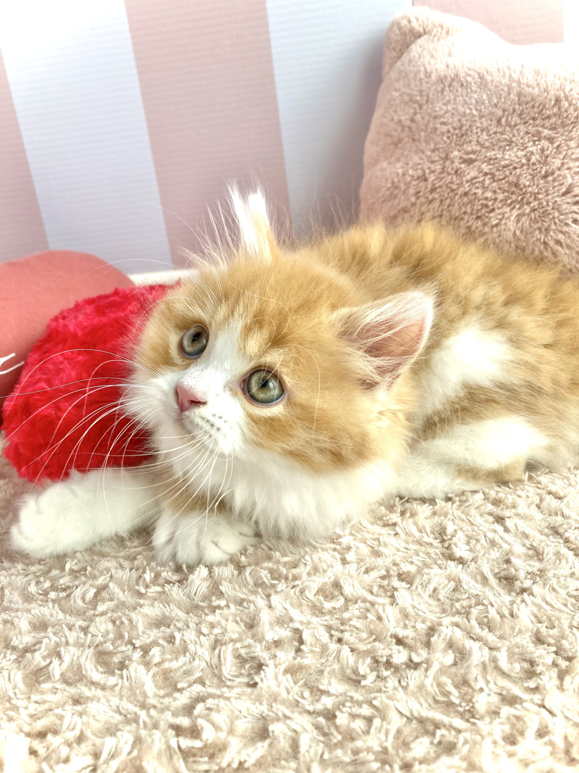 岡山県のミヌエット (犬の家＆猫の里倉敷中庄店/2026年1月28日生まれ/男の子/レッドタビーホワイト)の子猫の3枚目の画像