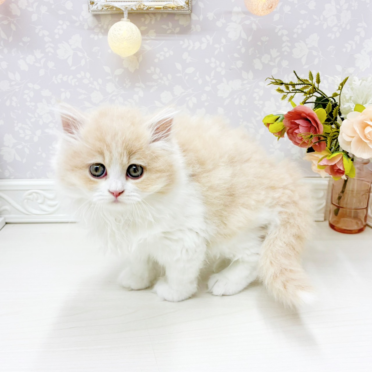 富山県のミヌエット (犬の家＆猫の里アミーゴ山室店/2026年1月28日生まれ/男の子/クリームタビーホワイト)の子猫の3枚目の画像