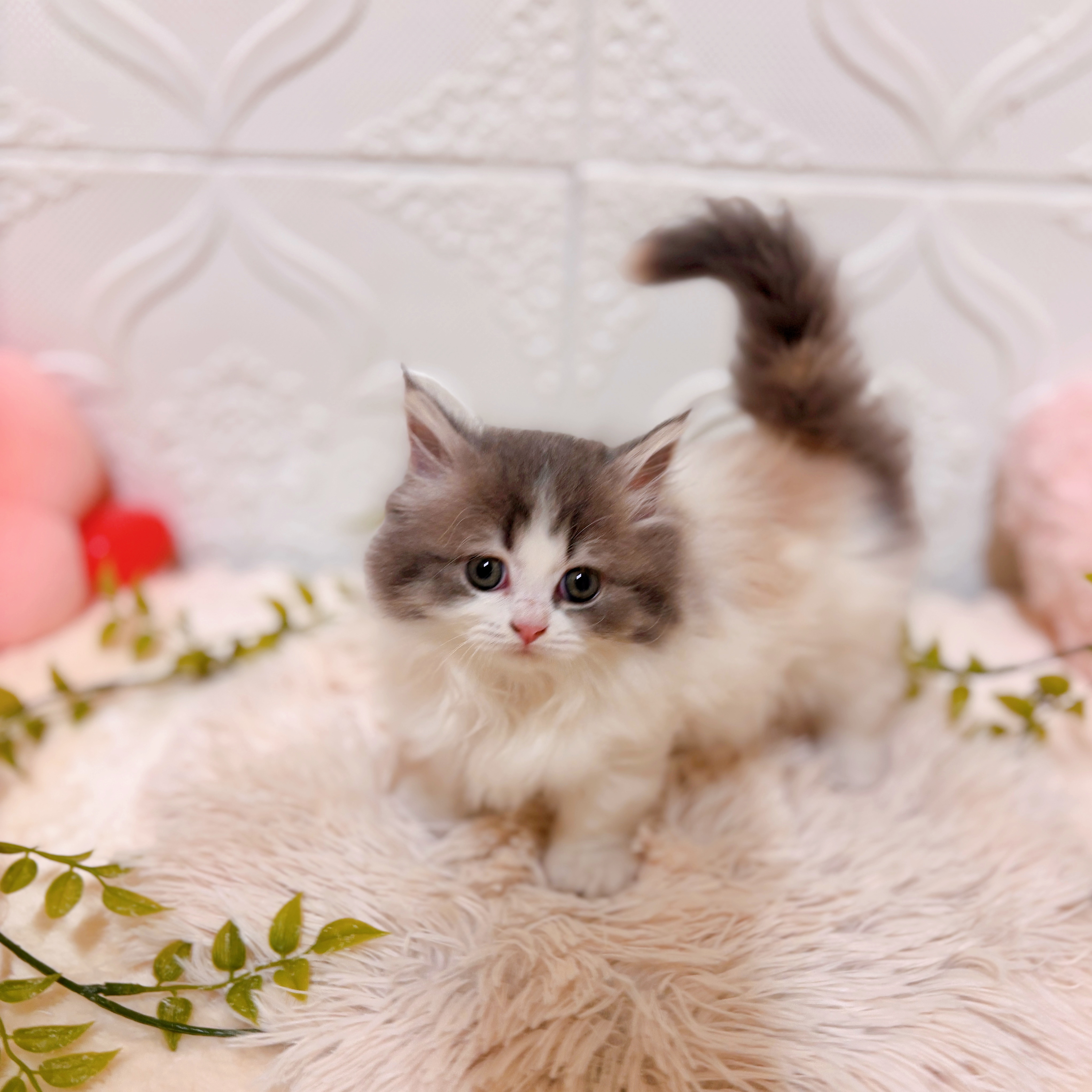 愛知県のミヌエット (犬の家＆猫の里岡崎店/2026年1月28日生まれ/女の子/ブルーパッチドタビーホワイト)の子猫の3枚目の画像