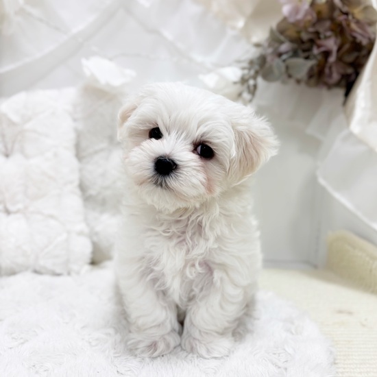 岐阜県のマルチーズ (犬の家＆猫の里カラフルタウン岐阜店/2026年1月31日生まれ/男の子/ホワイト)の子犬の1枚目の画像