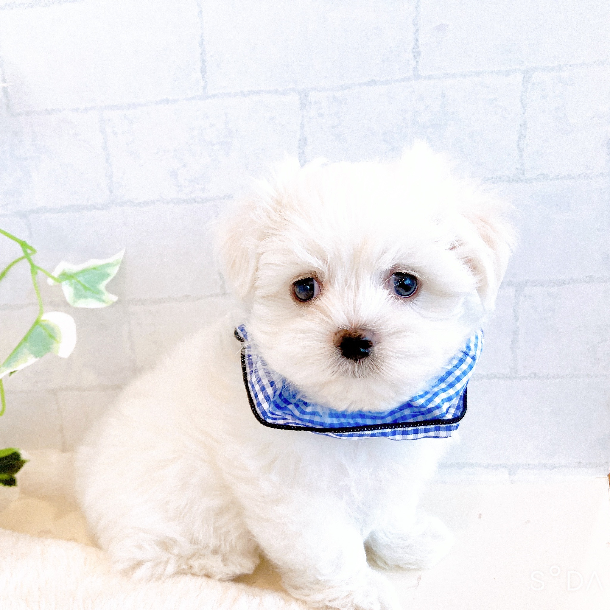 石川県のマルチーズ (犬の家＆猫の里金沢店/2026年1月31日生まれ/男の子/ホワイト)の子犬の3枚目の画像