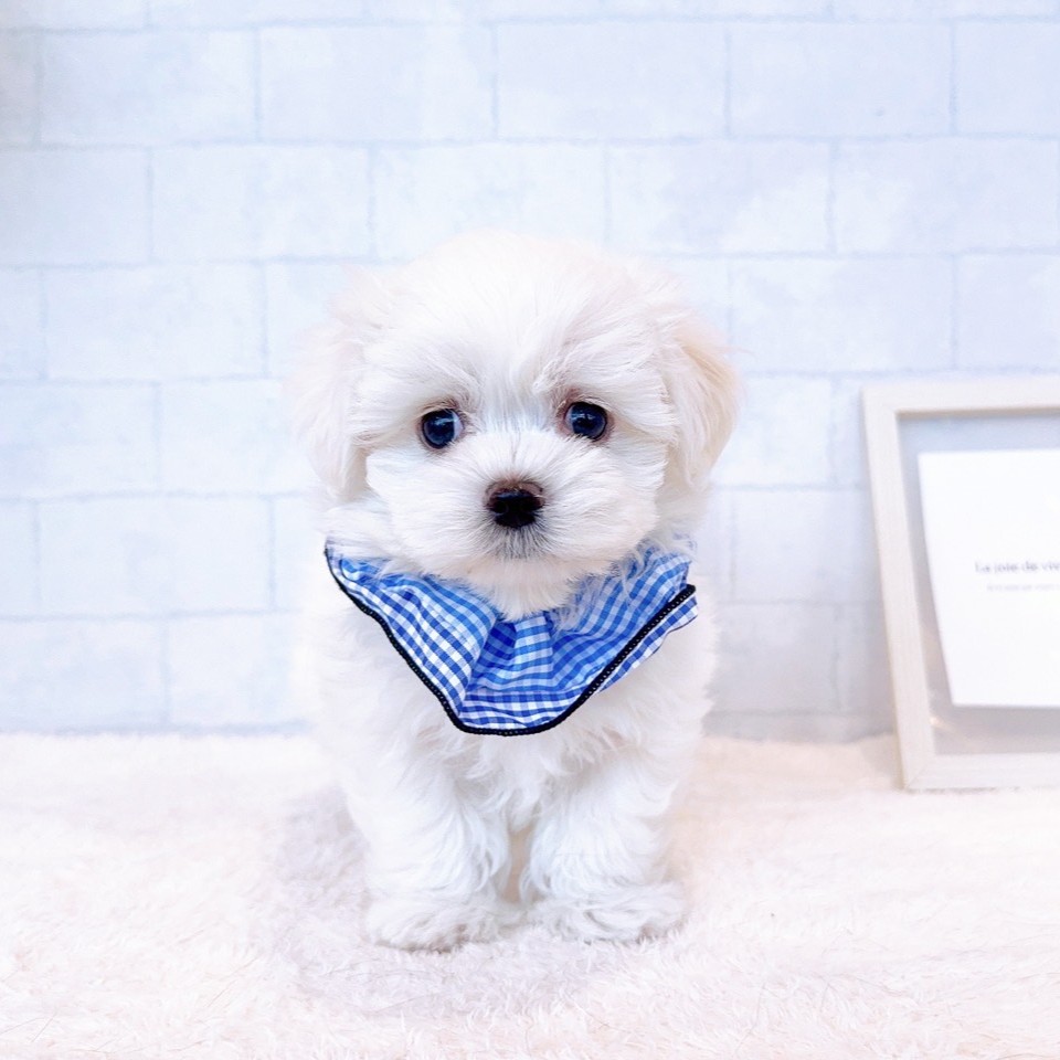 石川県のマルチーズ (犬の家＆猫の里金沢店/2026年1月31日生まれ/男の子/ホワイト)の子犬