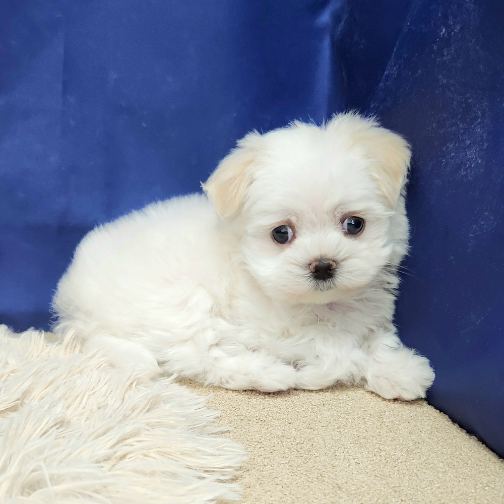 岐阜県のマルチーズ (犬の家＆猫の里中津川店/2026年1月31日生まれ/女の子/ホワイト)の子犬の3枚目の画像