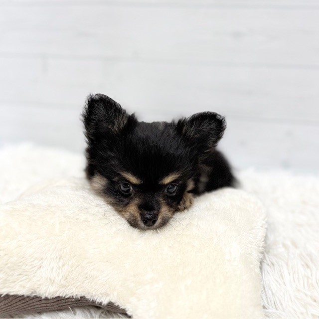 愛知県のチワワ(ロング) (犬の家＆猫の里豊田店/2026年1月31日生まれ/男の子/ブラックタンホワイト)の子犬の3枚目の画像