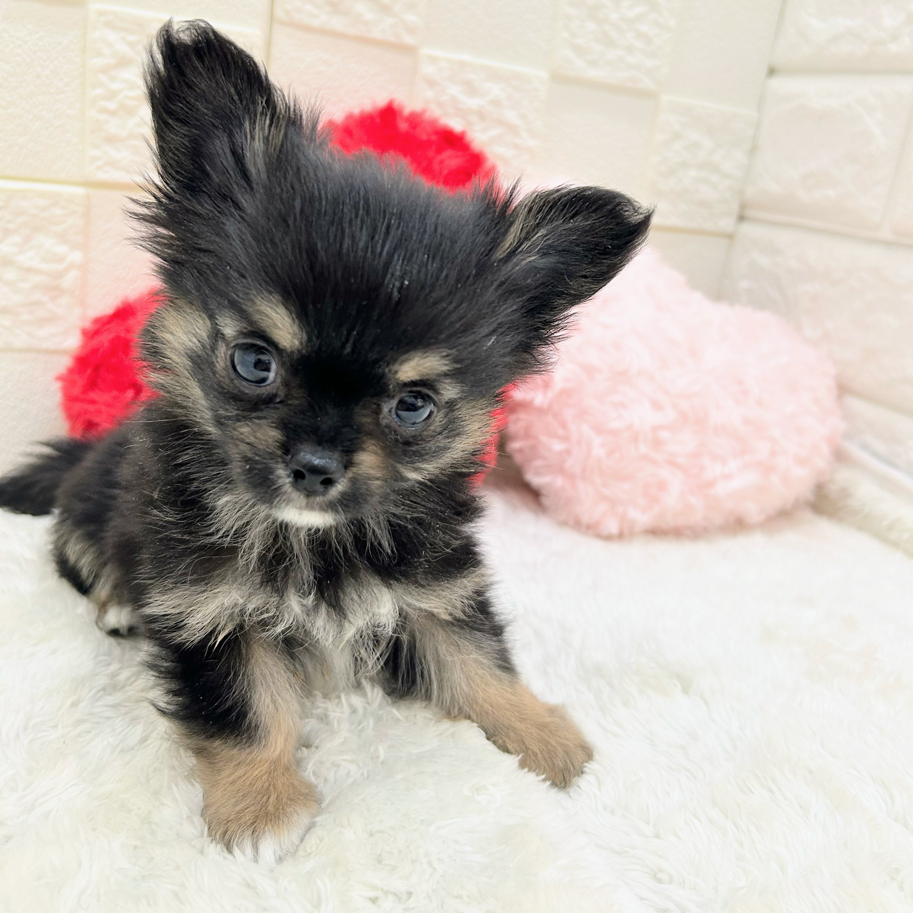 愛知県のチワワ(ロング) (犬の家＆猫の里アミーゴ神の倉店/2026年1月31日生まれ/男の子/ブラックタンホワイト)の子犬の3枚目の画像