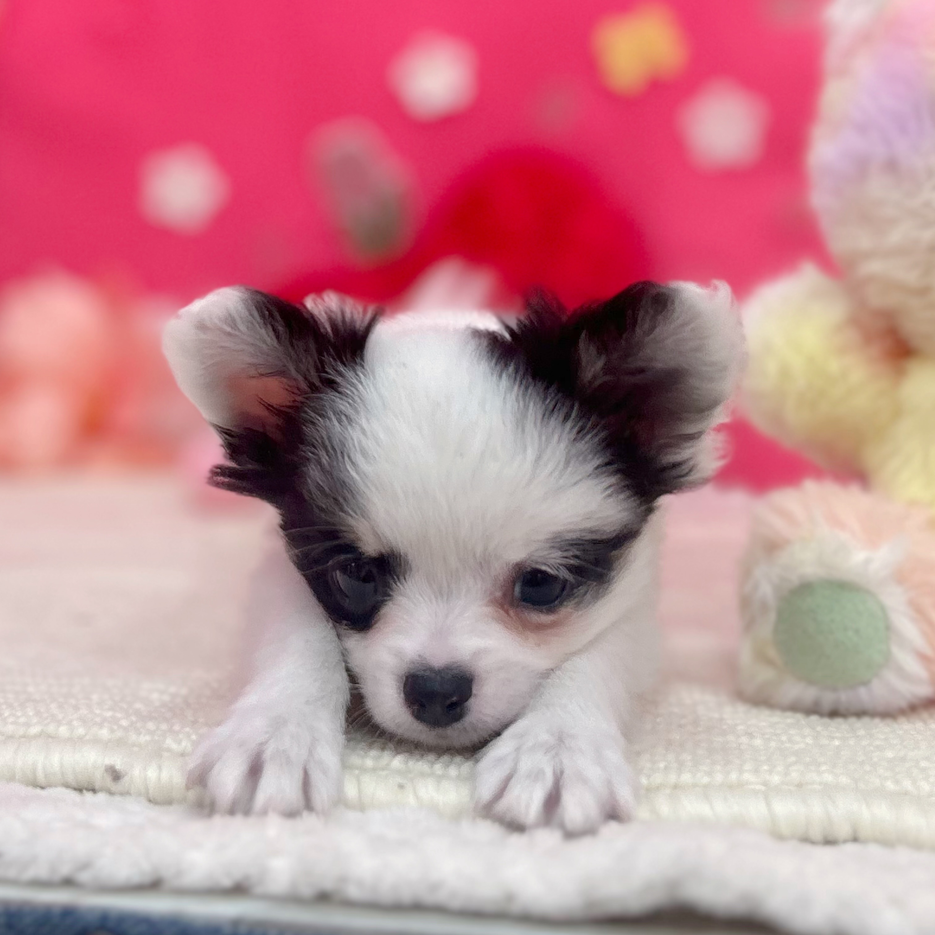 岐阜県のチワワ(ロング) (犬の家＆猫の里岐南店/2026年1月31日生まれ/男の子/ホワイトブラック)の子犬の3枚目の画像