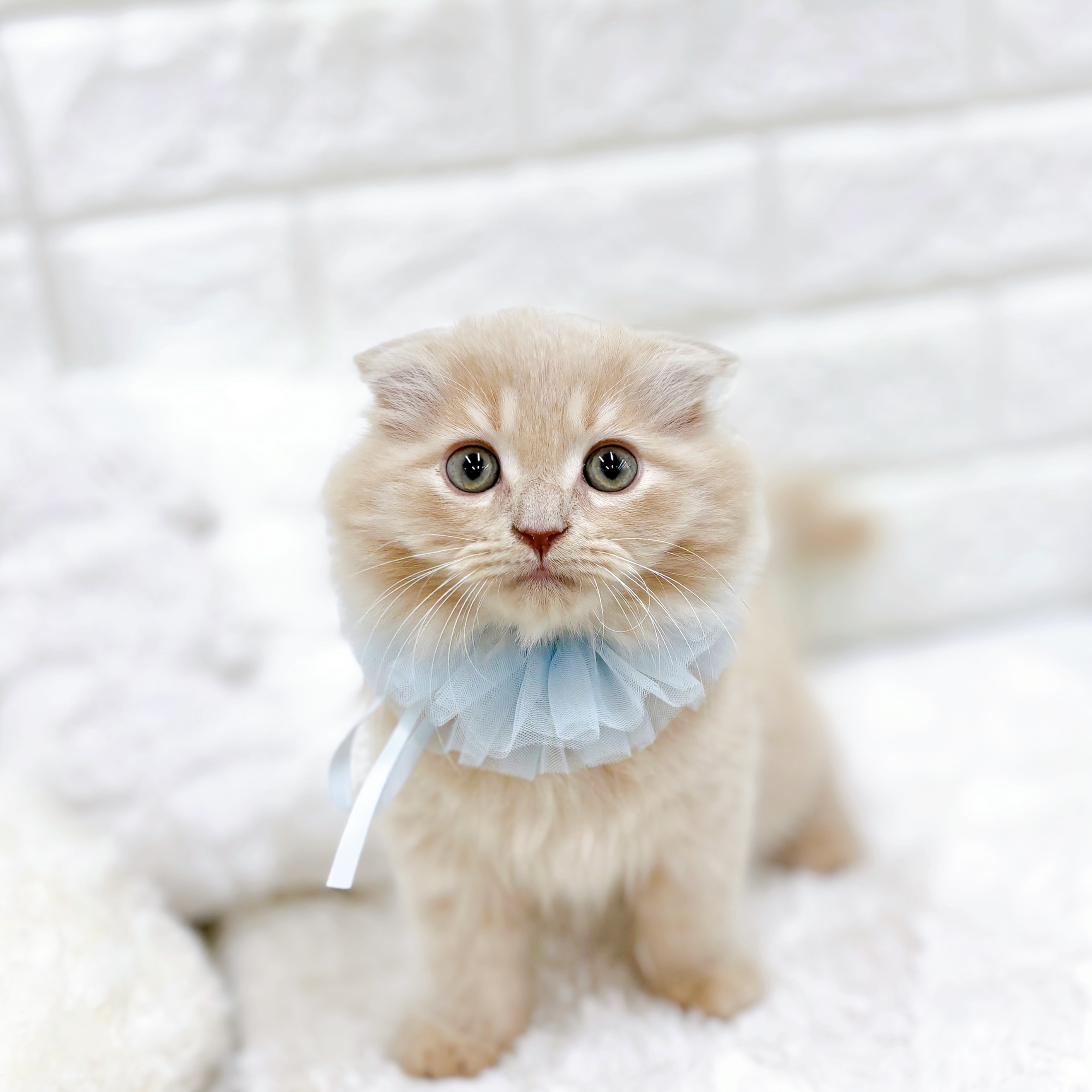 福井県のスコティッシュフォールド (犬の家＆猫の里アミーゴ福井店/2026年1月28日生まれ/男の子/クリームタビー)の子猫の3枚目の画像