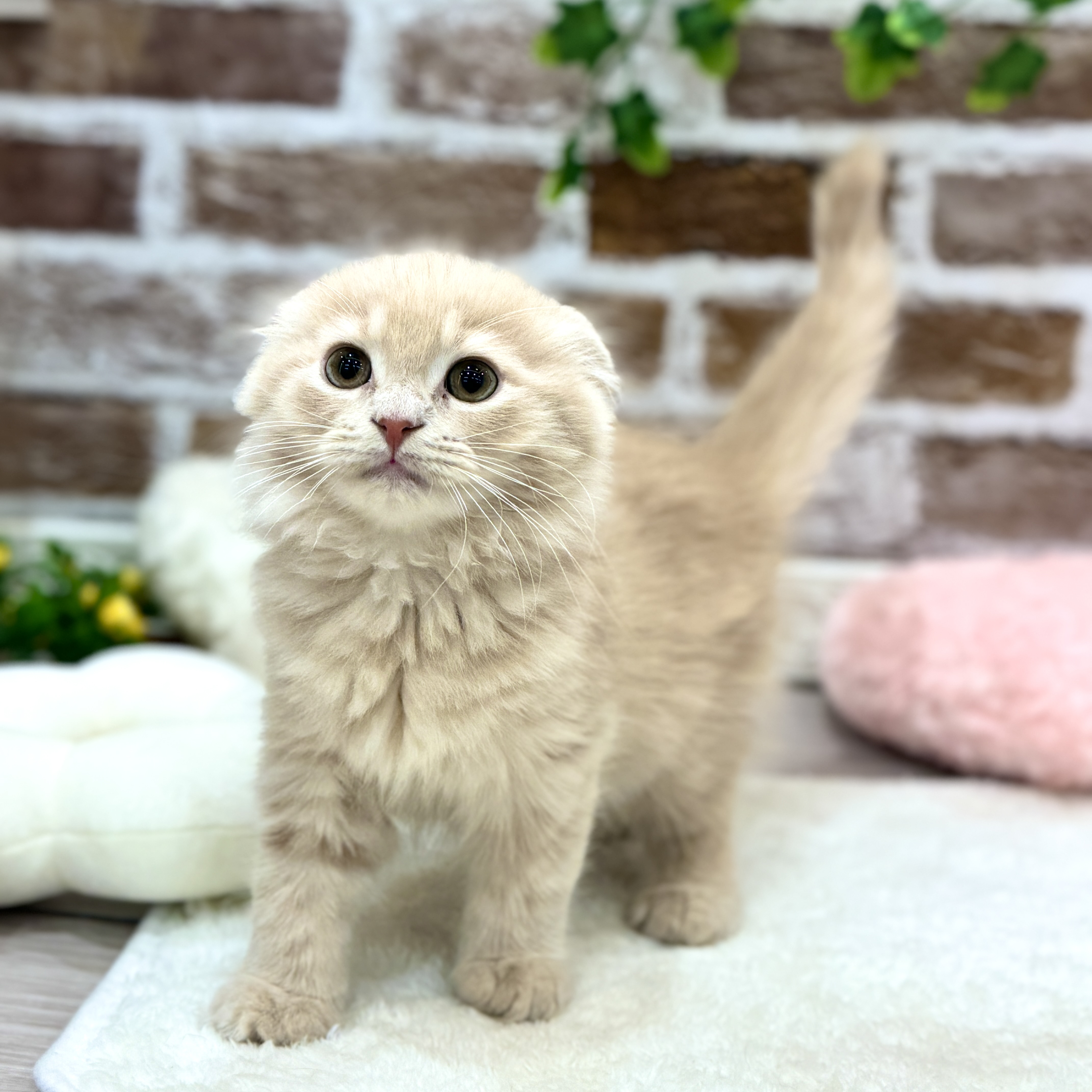 三重県のスコティッシュフォールド (犬の家＆猫の里三重桑名店/2026年1月28日生まれ/男の子/クリームタビー)の子猫の3枚目の画像