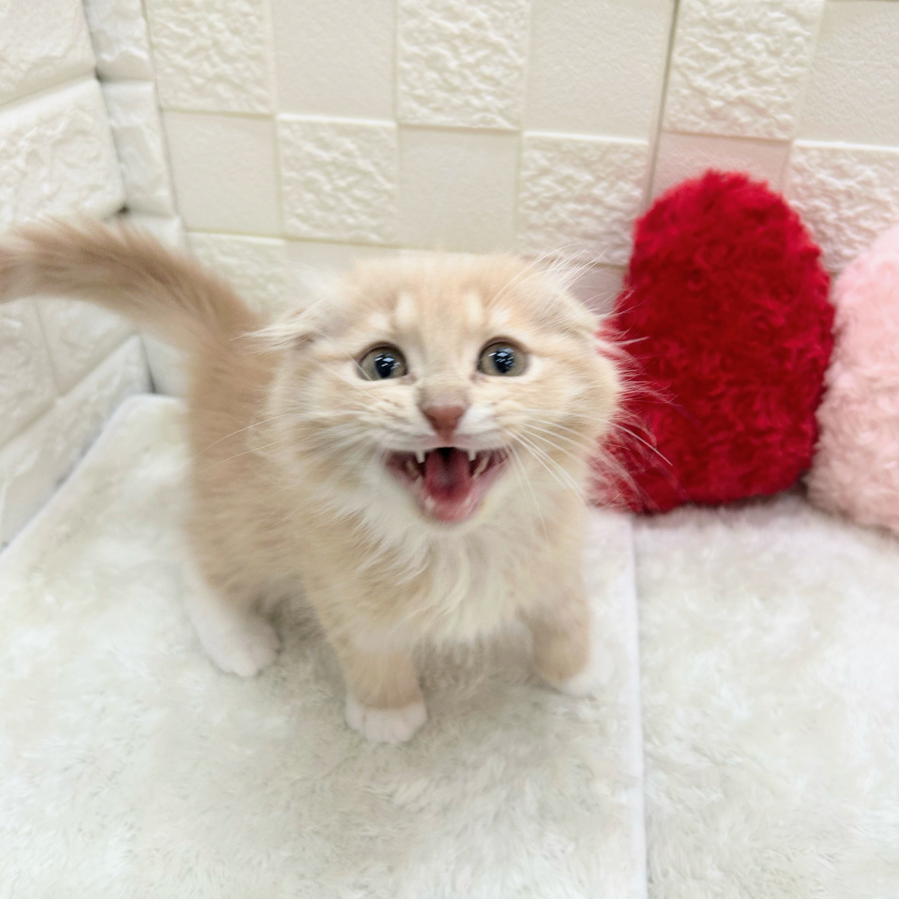 愛知県のスコティッシュフォールド (犬の家＆猫の里アミーゴ神の倉店/2026年1月28日生まれ/男の子/クリームタビーホワイト)の子猫の3枚目の画像