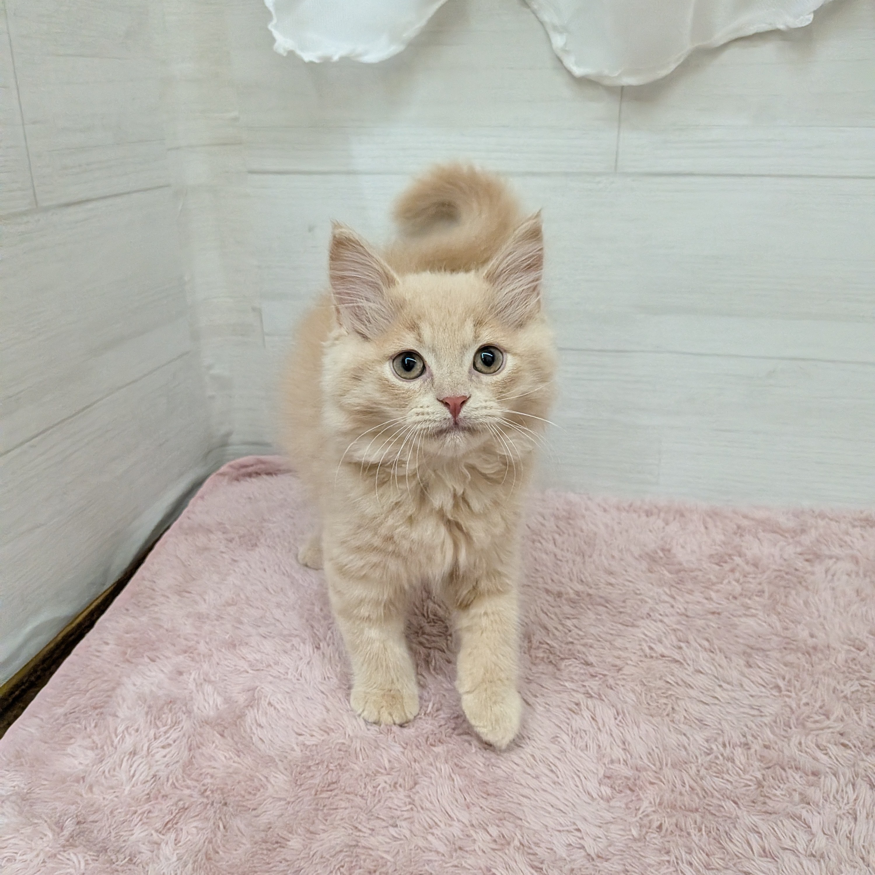 愛知県のスコティッシュフォールド (犬の家＆猫の里碧南店/2026年1月28日生まれ/男の子/クリームタビー)の子猫の3枚目の画像